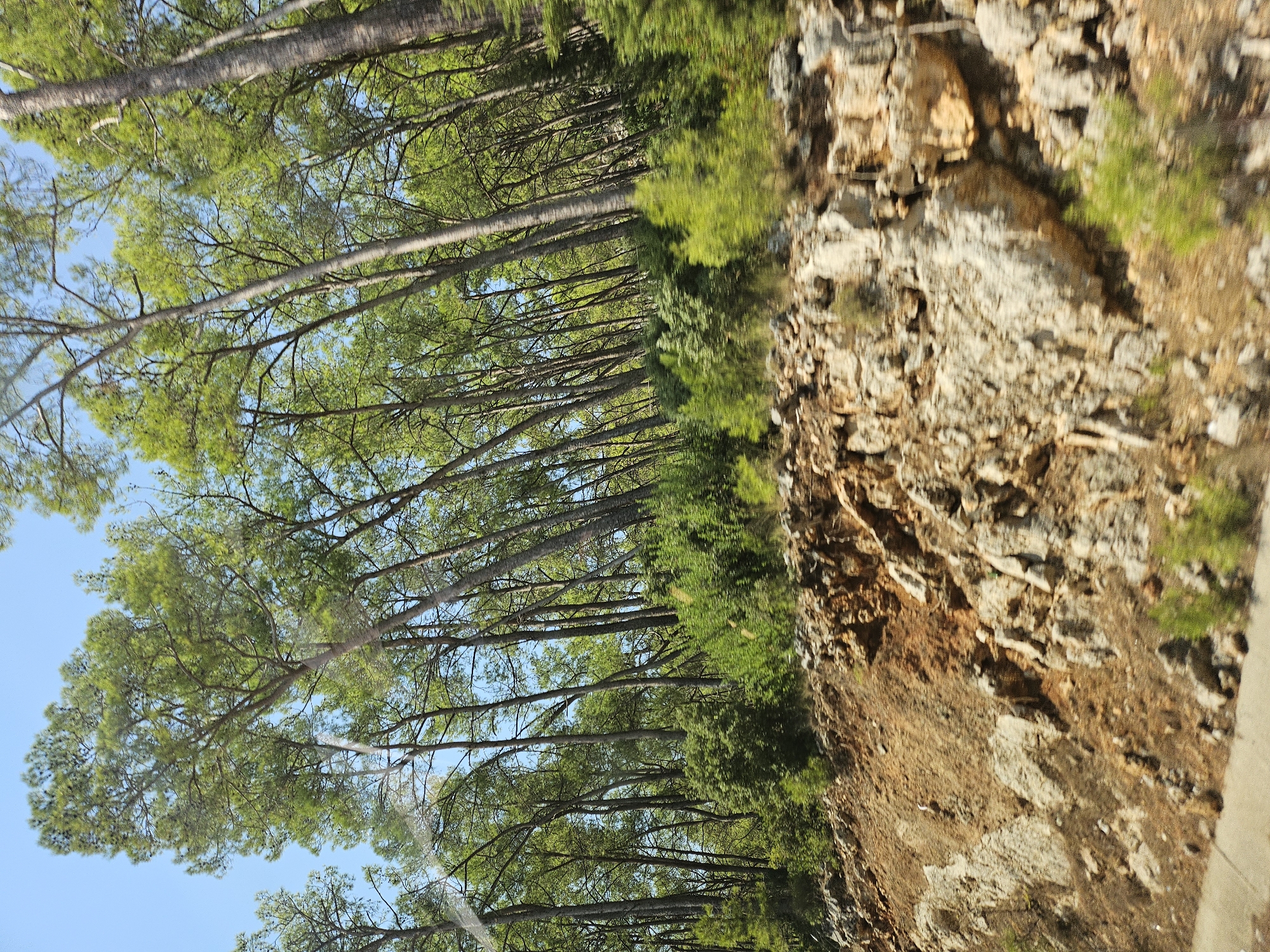 The image shows a rocky hillside covered in pine trees and low-lying vegetation. The sky is clear and blue. The terrain is steep and uneven, with large rocks and patches of dry soil. The pine trees are tall and slender, with dense green foliage. The vegetation is varied, with some bushes and smaller trees interspersed among the rocks. The scene appears to be a natural landscape, possibly a park or a wilderness area. The lighting suggests it is daytime, with sunlight filtering through the trees.