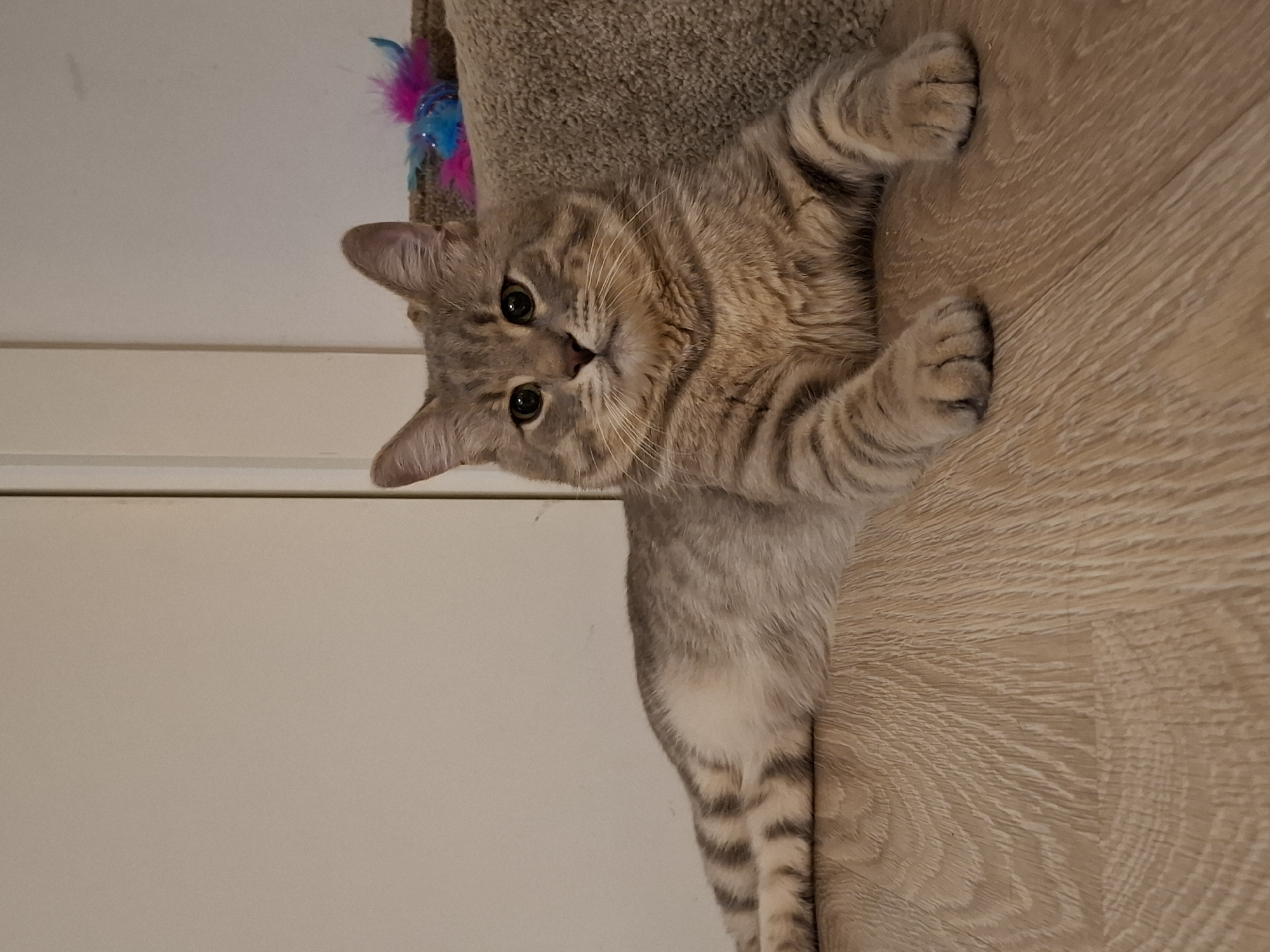 A tabby cat lies on a light brown wooden floor. The cat is mostly gray with darker gray tabby markings on its body and tail. Its front paws are resting on the floor in front of it. Behind the cat, to the right, is a tan, carpeted surface with a blue and pink feather toy. The background consists of a light beige wall. The image is a close-up shot, focusing on the cat and its immediate surroundings, with no discernable indicators of its location in Zemun Urban Municipality, Serbia.