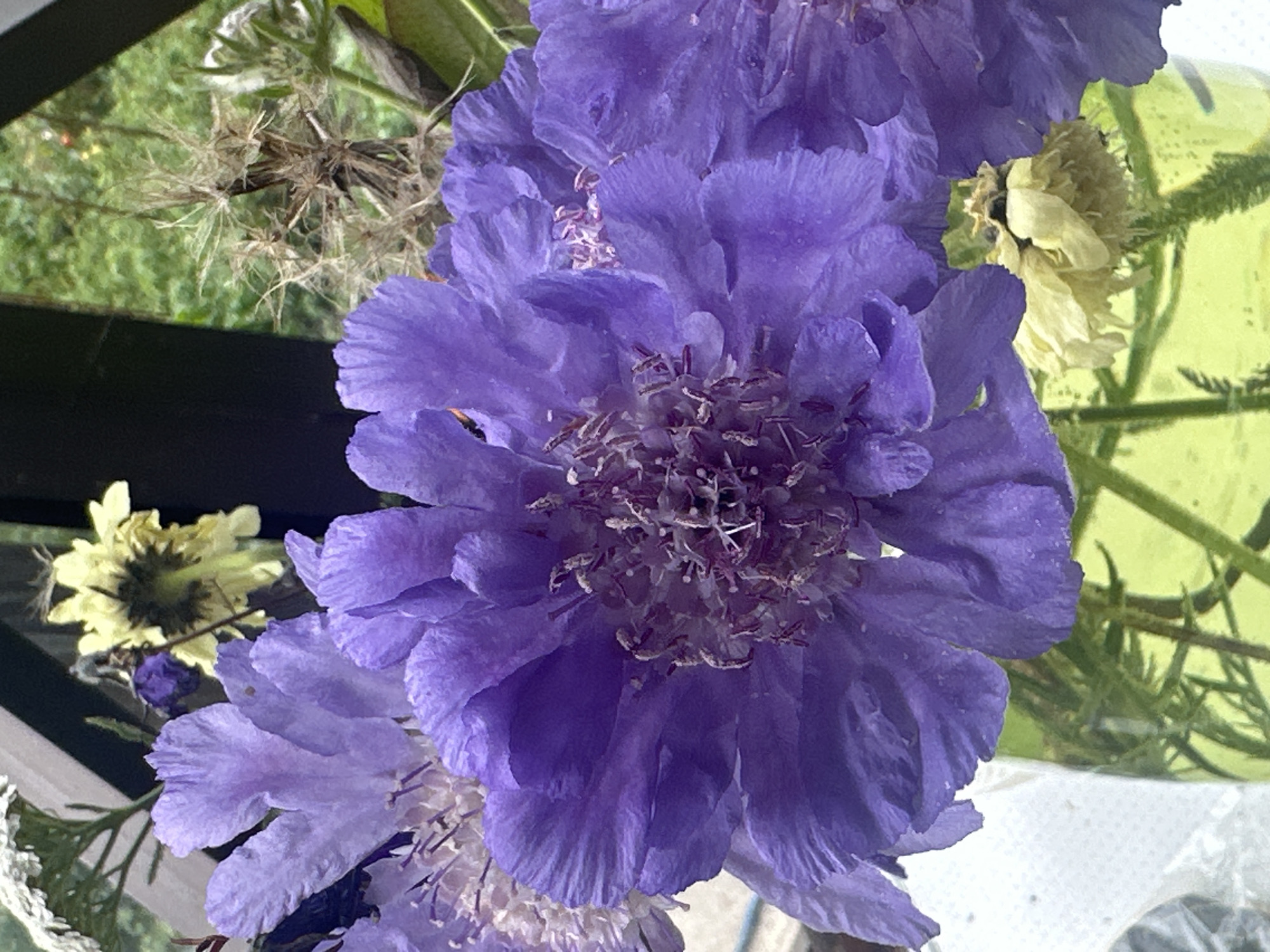 A close-up, eye-level shot shows a vibrant bouquet of purple and yellow flowers in a clear glass vase filled with green water. The dominant subject is a large, intricate purple flower with ruffled petals and a central cluster of stamens. To its left, a slightly out-of-focus purple flower with similar characteristics is visible. In the background, a cluster of delicate, dry, seed-like structures adds texture, and a wilting yellow flower with dark sepals is positioned behind the main purple bloom. The scene is brightly lit, with soft shadows and a shallow depth of field that blurs the background foliage and a dark wooden structure. The image does not provide any information about the city of Yessentuki, Russia, or any people or actions.