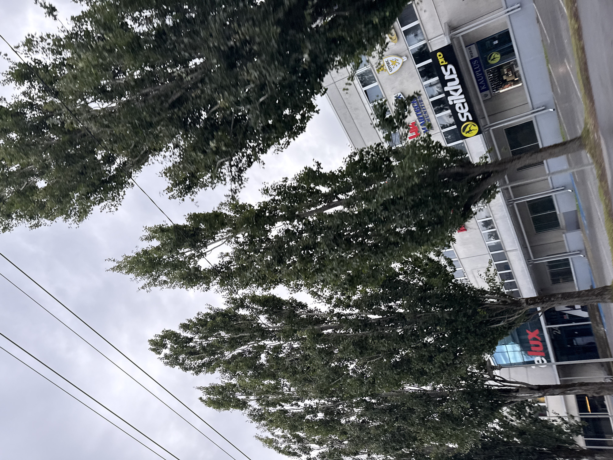 The image captures a street scene in Tallinn, Estonia, featuring a row of tall, slender trees with dense green foliage. Behind the trees, a modern, multi-story building is visible, characterized by a light-colored facade and numerous windows. Several signs are displayed on the building's exterior, including "seiklus pro," "KAUPPLUS equus," and "CITYSEC." The sky is overcast, and power lines run diagonally across the upper portion of the image. The overall impression is one of an urban environment with a touch of nature from the trees lining the street.