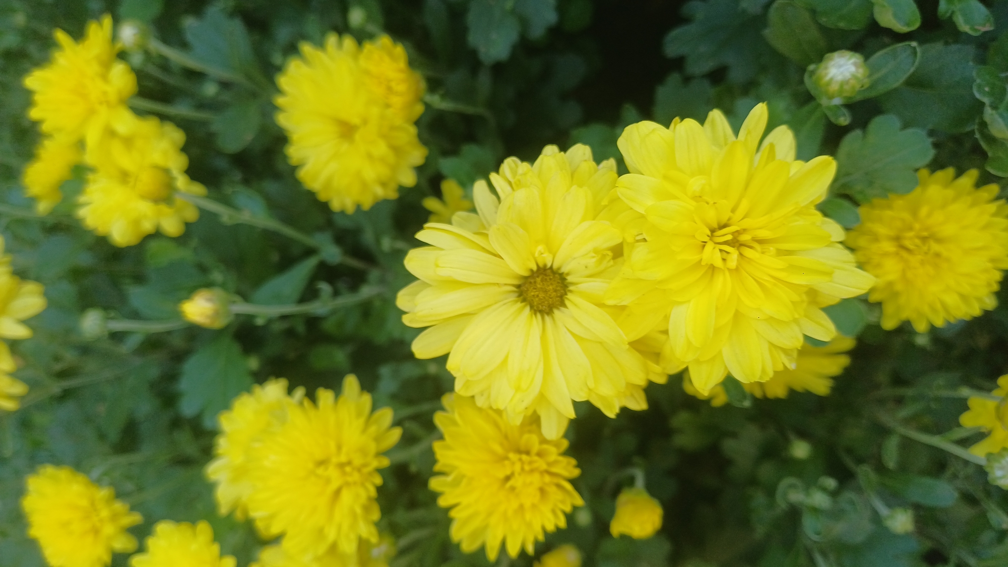 This is a close-up, vertical, eye-level, outdoor photograph of a cluster of bright yellow chrysanthemums with dark green foliage in the background. The flowers are the primary subjects, with several in sharp focus and others softly blurred. The foreground is dominated by two large, fully bloomed chrysanthemums. The one slightly to the right and lower is in sharp focus, showcasing its layered petals radiating from a dark, textured center. Below and to the left of this flower is another bloom, also in sharp focus, with a similar structure. In the mid-ground, several other chrysanthemums are visible, some in focus and some blurred, contributing to the overall impression of a dense floral display. The background consists of out-of-focus green leaves and stems, creating a bokeh effect that further emphasizes the flowers. A few unopened flower buds are also present, adding to the sense of a garden in bloom. The lighting appears natural, suggesting it was taken during the day, likely in a park or garden setting. The image does not contain any people, buildings, or clear urban indicators, therefore, its specific location within Izhevsk, Russia, cannot be determined.