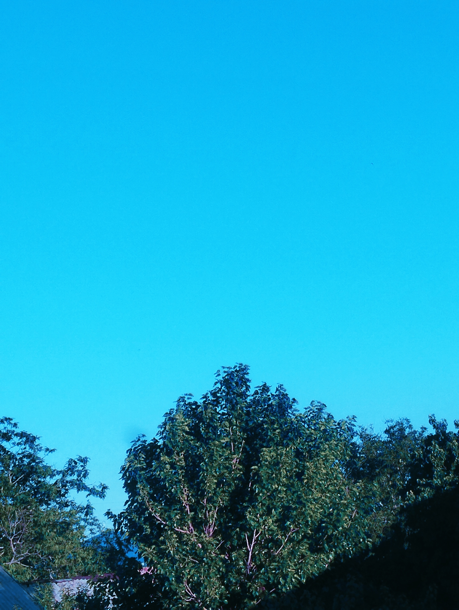 This is a vertical, medium-shot photograph of a tree canopy against a bright, clear blue sky. The trees are lush and green, filling the bottom third of the frame. Their leaves are dense, with visible branches and some lighter-colored twigs poking through. The overall impression of the foliage is healthy and full.
The sky occupies the majority of the image, a vibrant and unbroken expanse of turquoise. There are no clouds, suggesting fair weather. A very subtle hint of a distant bird or insect can be seen as a tiny dark speck in the upper right portion of the sky, but it's barely perceptible.
In the lower left corner, the roof of a building is partially visible. It appears to be a slanted roof covered in grey material, possibly shingles or metal. Behind the main tree canopy, there are hints of other trees and foliage, some appearing darker and possibly more distant or in shadow.
The lighting suggests it is daytime, likely mid-morning or afternoon given the intensity of the blue sky. There are no people or animals visible, and no specific activity is depicted other than the natural presence of the trees. The overall mood is peaceful and serene, dominated by the natural elements of sky and trees. There is no visible text in the image. Given the location context of Talin, Armenia, this scene could represent a typical summer day.