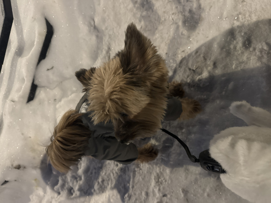 An aerial view depicts a small, brown, fluffy dog standing in the snow, wearing a grey jacket. The dog is on a black leash, held by a hand wearing a white furry mitten. The background is mostly snow, with some dark streaks of either a road or an object near the dog. The lighting suggests it could be late in the day or in shadows.