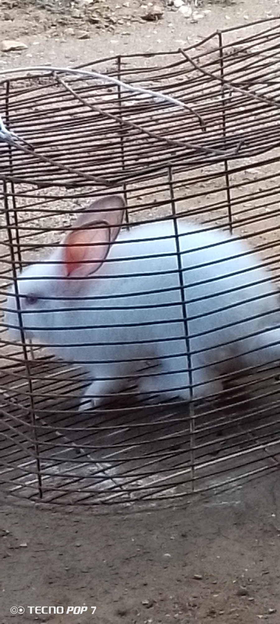 A white rabbit is inside a wire cage. The cage is made of horizontal and vertical wires. The ground inside and outside the cage is rough and dirt-like. The rabbit's ears are visible, and its body appears to be mostly white with some pinkish tones in its ears. The background is blurred, showing more of the cage and the ground. The image has a timestamp and model name at the bottom left corner: "TECNO POP 7". The location is stated as Altagracia, Venezuela.