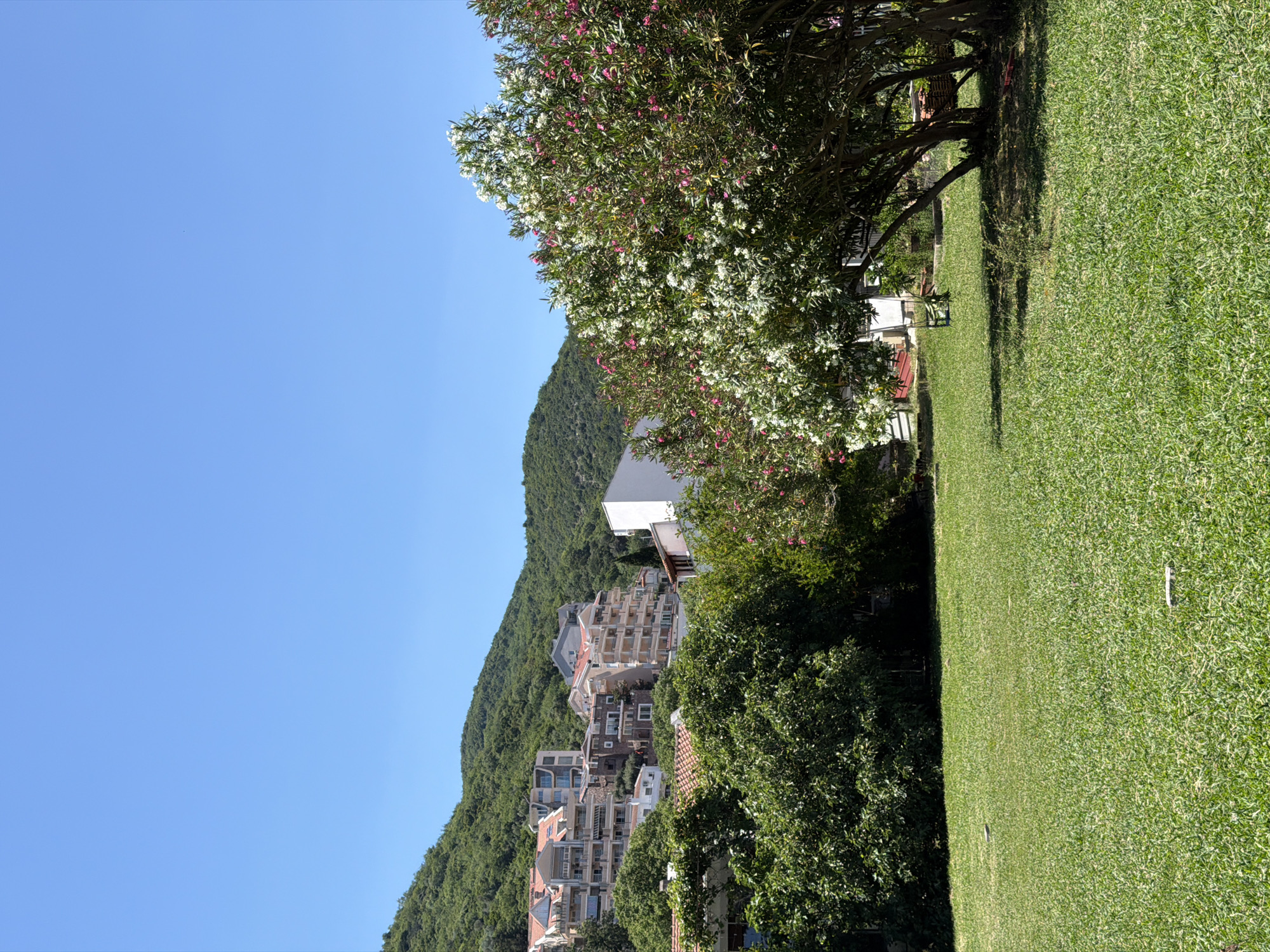 The image depicts a scene in Budva, Montenegro. It showcases buildings nestled into a hillside, with dense greenery covering the terrain. A vibrant flowering tree dominates the foreground, casting a shadow on a well-maintained lawn. The sky is a clear, bright blue. There are no people visible in the frame. The architecture is predominantly modern residential buildings. The image appears to be taken from an elevated position overlooking the landscape.