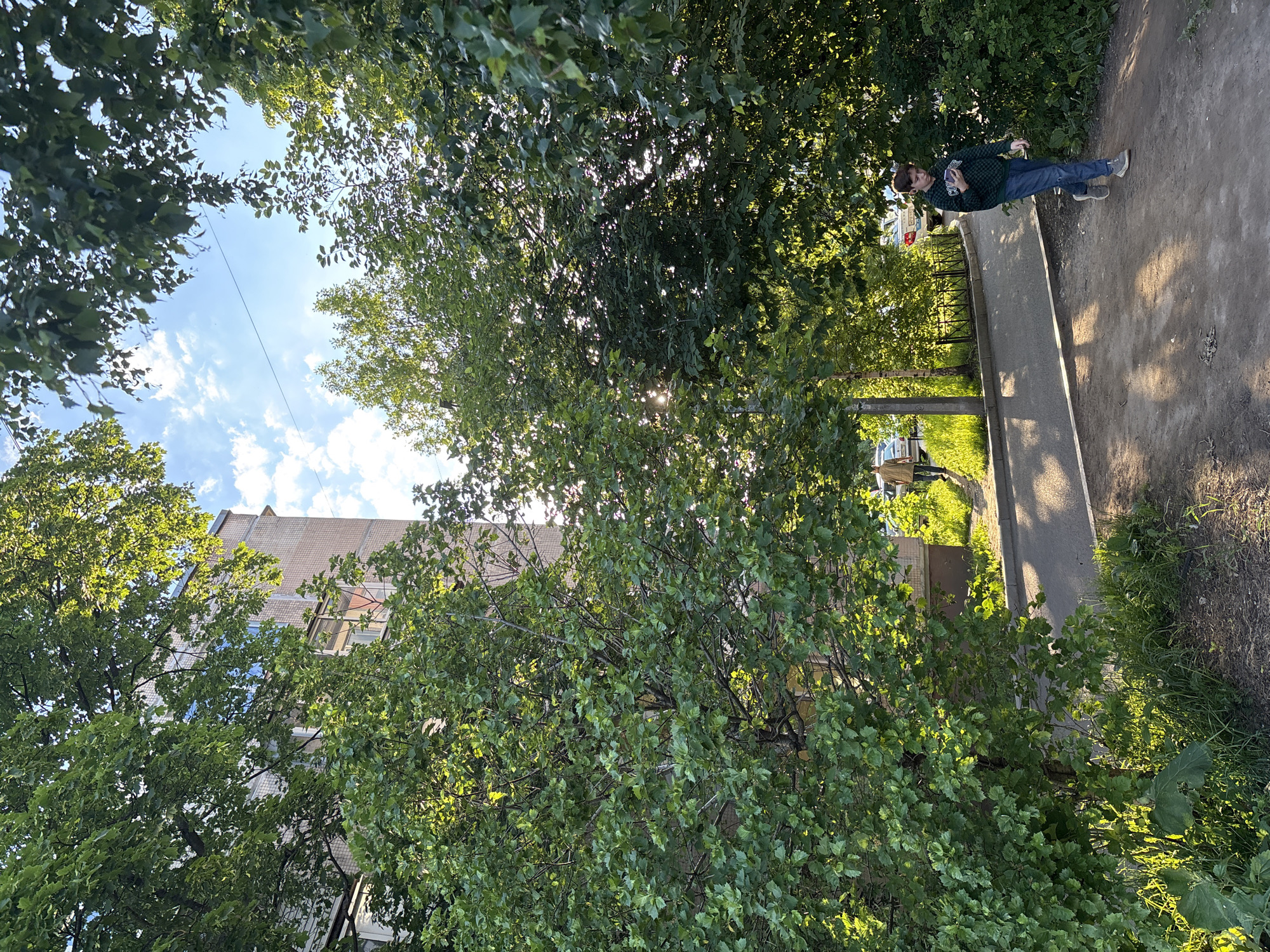 This image depicts an outdoor scene in Saint Petersburg, Russia, likely a residential area, under bright, sunny conditions. The perspective is an upward angle, looking through and past dense green foliage.
The dominant features are several deciduous trees with vibrant green leaves, which fill much of the frame. Sunlight filters through the canopy, creating bright highlights and dappled light effects. Above the trees, a clear blue sky with scattered white cumulus clouds is visible. A multi-story residential building with a light-colored, textured roof and a brick or stone facade is partially visible behind the trees on the left side of the frame.
On the right side of the image, a paved sidewalk curves through the scene, bordered by an unpaved dirt path and grassy areas. A male figure is standing casually on this sidewalk. He is dressed in a dark green patterned sweater, blue jeans, and sneakers, and appears to be holding a small object, possibly a mobile phone, in his hands, looking down at it. Another person is partially visible further down the sidewalk, suggesting a public walkway. Long shadows are cast on the ground, indicating either late afternoon or early morning.
Glimpses of parked cars and a dark metal fence can be seen through the trees in the mid-ground. The overall environment is lush and green, characteristic of spring or summer. No discernible text is visible within the image. The scene conveys a calm, ordinary moment in an urban green space.
