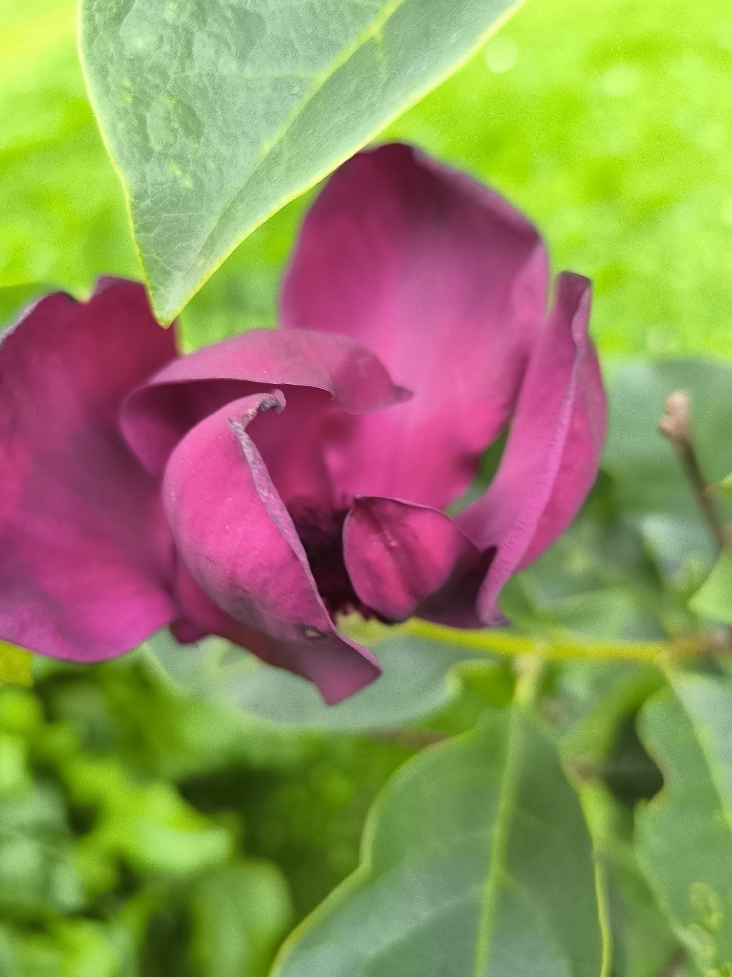 A close-up, vertical, eye-level shot shows a dark magenta flower with tightly furled petals, partially obscured by two green leaves. The flower is the primary subject, positioned slightly off-center to the right. The background consists of out-of-focus green foliage, with some lighter green areas suggesting dappled sunlight. A thin, blurred brown stem runs horizontally across the middle of the image, behind the flower. There are no people or discernible human activity in the image. The scene appears to be outdoors, likely in a garden or natural setting, within or near Žiaukos, Lithuania.