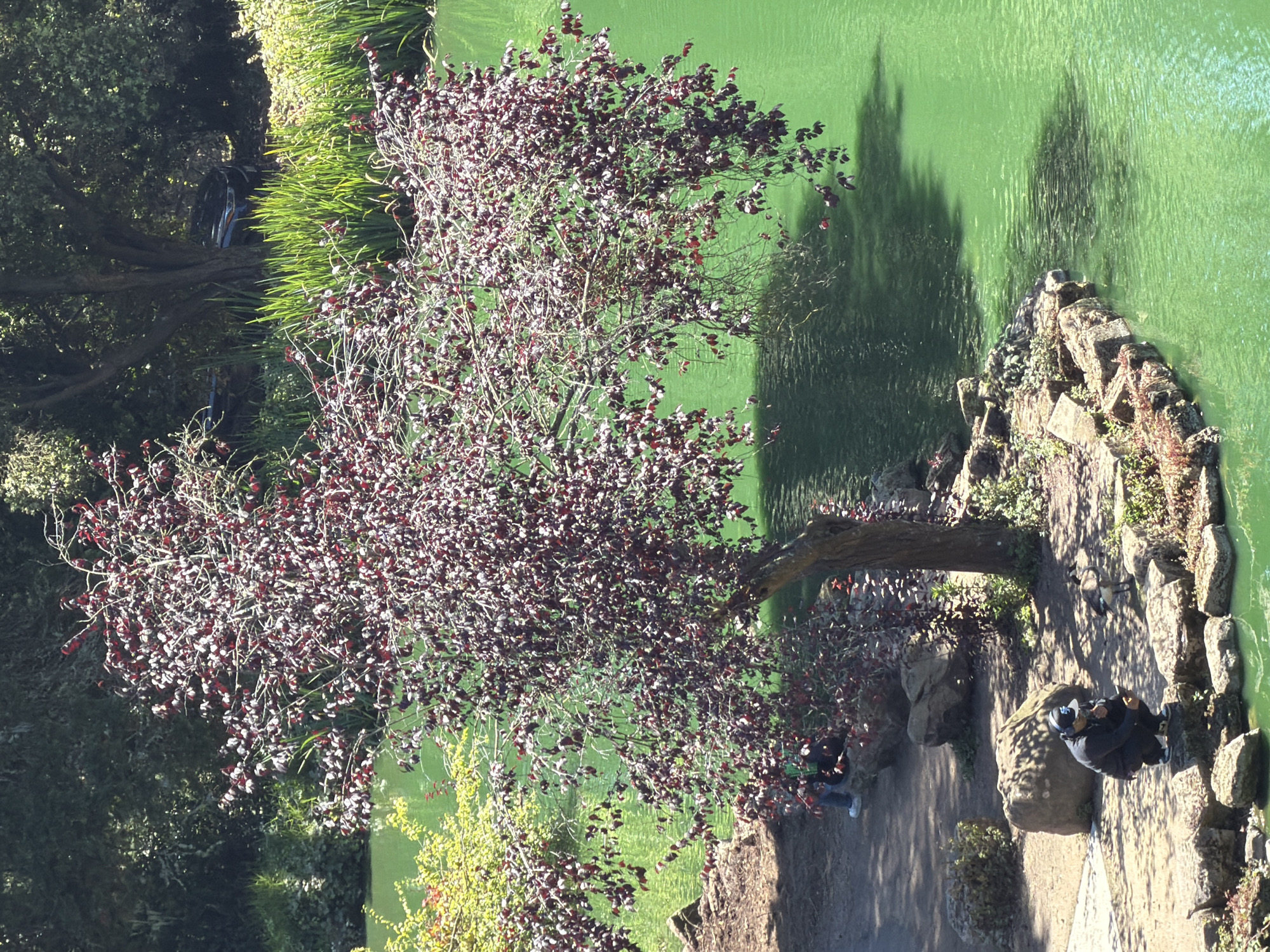 A person wearing a dark jacket, a dark cap, and headphones crouches on a rocky embankment next to a bright green body of water. The person is holding a mobile device in their right hand. A goose stands a few feet away from the person, facing the water. A tree with dark red leaves is to the right of the person, casting a shadow on the water. In the background, there is a path, more rocks, and dense green foliage. The scene appears to be in a park or garden setting. The image is taken from an elevated angle, suggesting a viewpoint from above or a nearby hill.