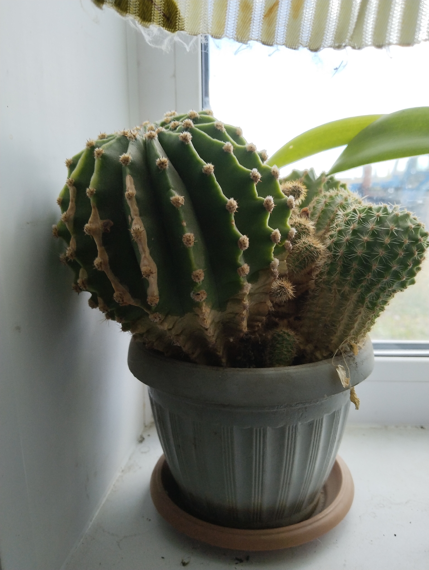 A close-up, indoor photograph shows a potted cactus with multiple segments. The cactus is green and ribbed, with brown spines and some dried brown marks on its surface. It is in a grey, fluted pot that sits on a terracotta saucer. The pot is placed on a white windowsill next to a window covered by a textured blind with vertical stripes in shades of green and yellow. The background through the window is blurred and appears to be an outdoor scene with some building structures visible. The overall lighting suggests it is daytime. The location is a windowsill in Rudny, Kazakhstan.