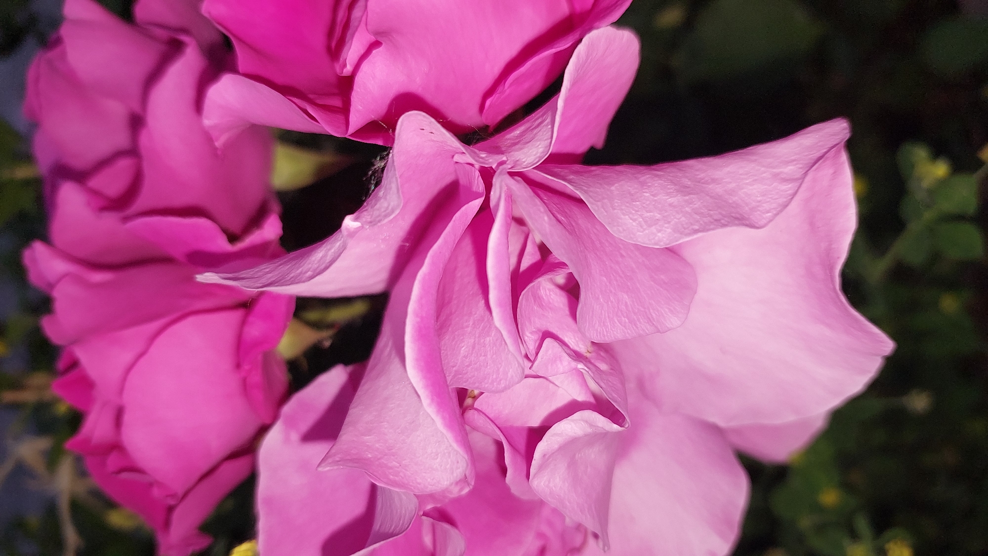 A close-up, macro photograph shows several vibrant pink rose petals in varying stages of bloom. The petals are delicate and layered, with soft folds and curves. The lighting is dim, creating deep shadows within the flower's structure and highlighting the texture of the petals. The background is dark and out of focus, with hints of green foliage. No people or identifiable landmarks are present. The location in the city of Lermontov, Russia, is not discernible from the image.
