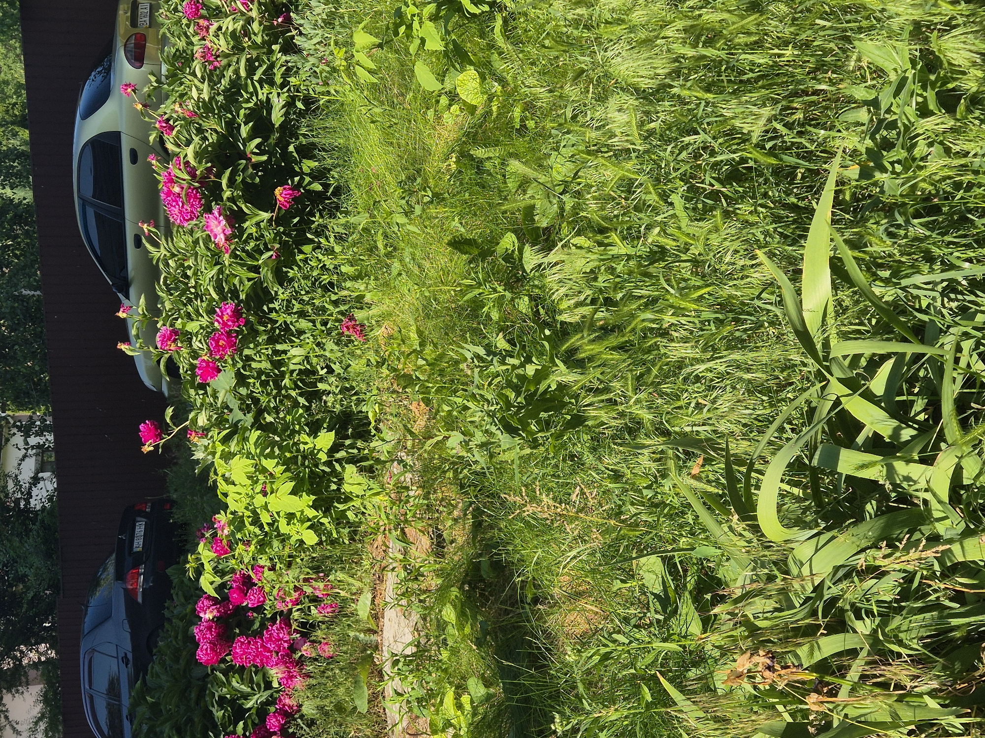 A vertical, eye-level, medium outdoor shot depicts a dense green lawn with several vibrant pink peonies in bloom. In the background, a dark brown wooden fence runs horizontally across the image. Partially obscured by the foliage and fence, two cars are visible. The car on the left is black, and the car on the right is a pale green. The scene appears to be a residential area in Sozonivka, Ukraine, bathed in bright sunlight.