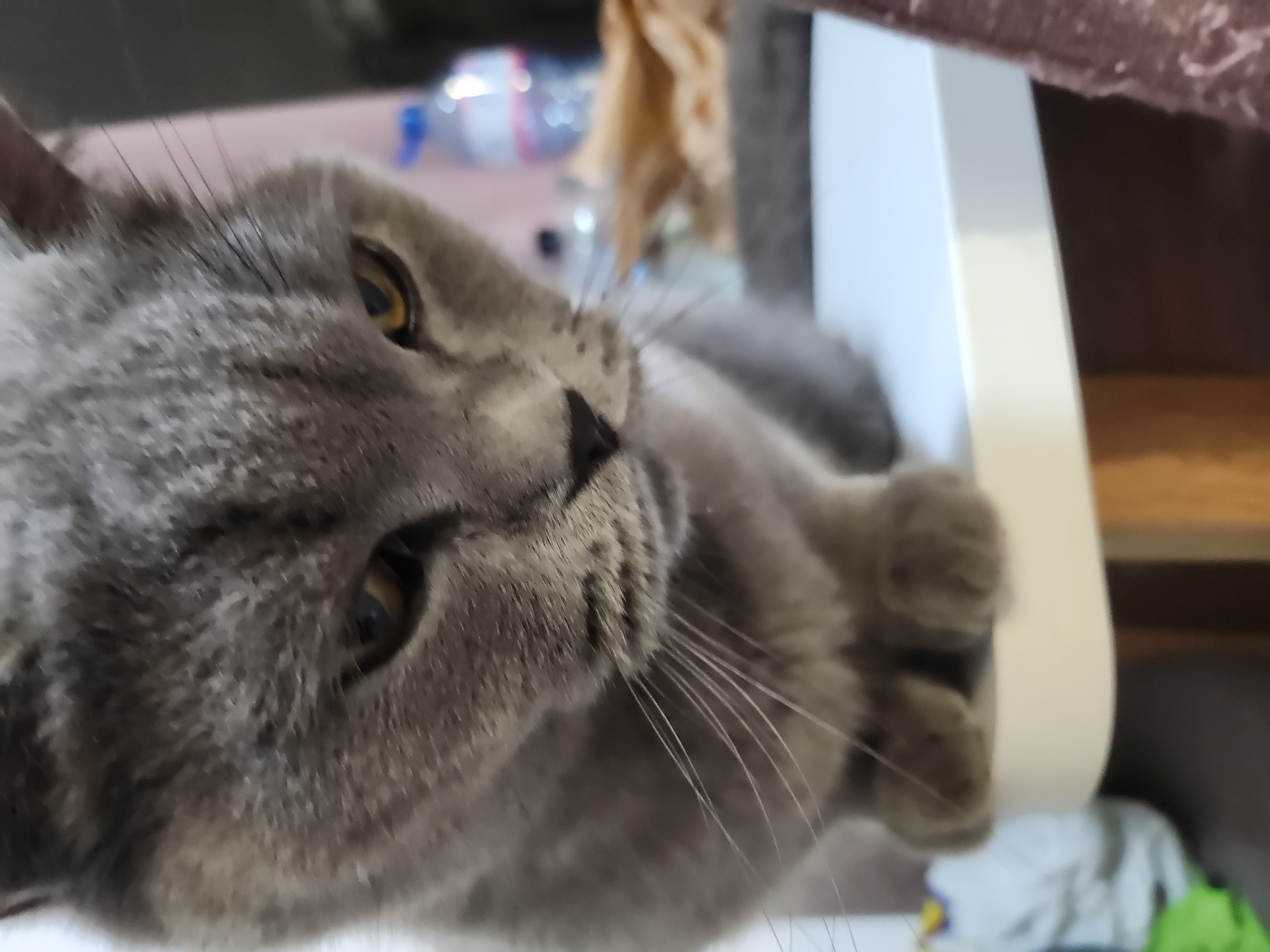 A grey British Shorthair cat is depicted in a close-up, occupying the majority of the frame. The cat is positioned on a white, flat surface, with its front paws tucked beneath its body. Its head is angled downwards and slightly to the right, with prominent amber-yellow eyes focused intently. The cat's whiskers are visible, extending from its muzzle. The background is out of focus, revealing an indoor setting. To the right of the cat, a plastic bottle with a blue cap is partially visible. Further to the right, indistinct blurry objects include a brownish textured item, possibly fabric, and hints of a light-colored wall. This scene is located in the city of Tsarevo, Bulgaria.