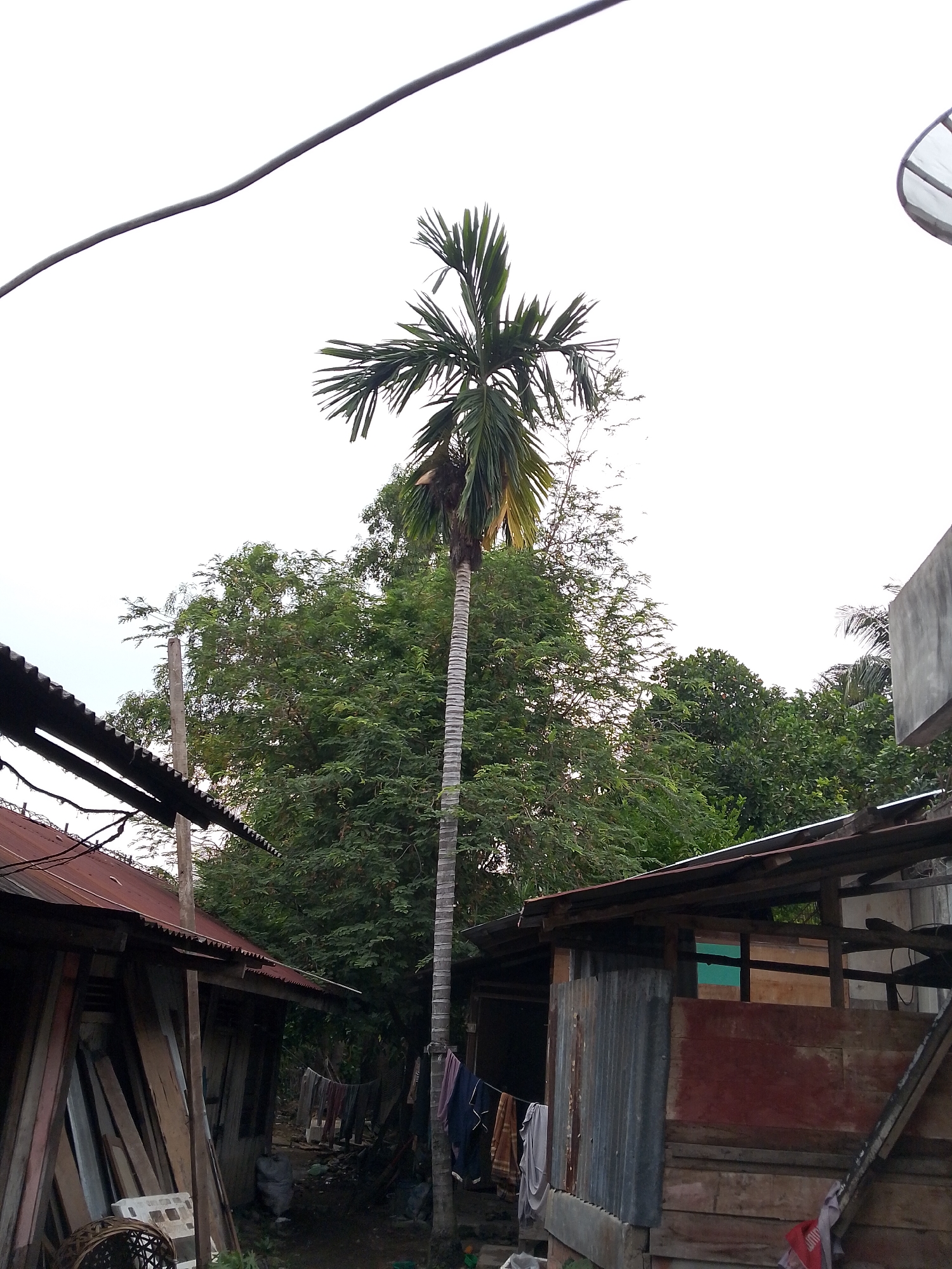 The media file depicts an outdoor scene in a rural or semi-rural setting, likely in Lhokseumawe, Indonesia. The dominant subject is a tall, slender palm tree with feathery fronds reaching towards a bright, overcast sky. Below the palm tree, to the left, is a structure with a rusty, corrugated metal roof and weathered wooden walls, piled with lumber and other materials. To the right, another structure, also with a wooden frame and corrugated metal siding, is visible. Clothing is hung out to dry on a line between two poles, suggesting domestic activity. The overall impression is one of a humble, lived-in environment, possibly a backyard or an area between dwellings. The lighting suggests it is daytime, but the overcast sky indicates diffused light, possibly early morning or late afternoon, or a cloudy day. There is no visible text within the frame.