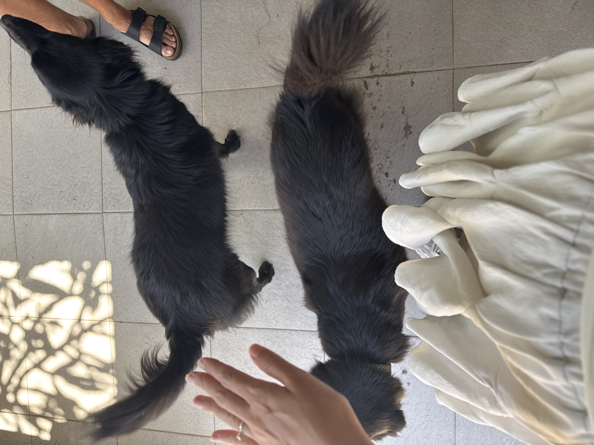 A high-angle, brightly lit shot shows two black dogs standing on a tiled floor. One dog is positioned on the left side of the frame, near a person's foot clad in a sandal. The other dog is closer to the right side, next to a pile of white cloth. A hand is visible near the bottom center of the image. The location appears to be indoors, indicated by the tiled floor and the lighting conditions.