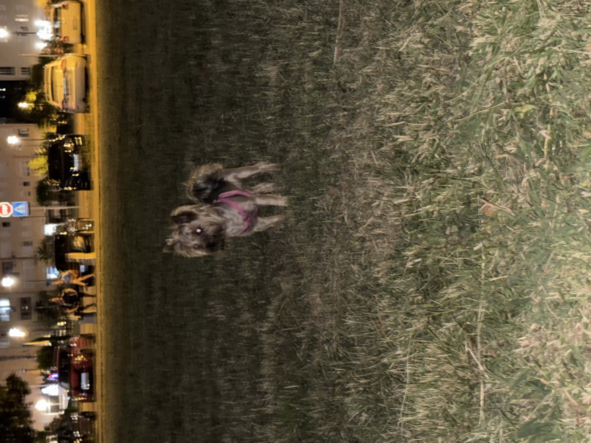 The image shows a small, tan and black dog, possibly a Yorkshire Terrier mix, standing in a grassy area at night. The dog is wearing a pink harness. In the background, several cars are parked along a street illuminated by streetlights. Some people are visible sitting or standing near the cars. Beyond the cars, there are buildings with illuminated windows, suggesting an urban setting. The overall scene appears to be a public area in the city of Bar, Montenegro, likely a park or a common area adjacent to a residential or commercial zone.