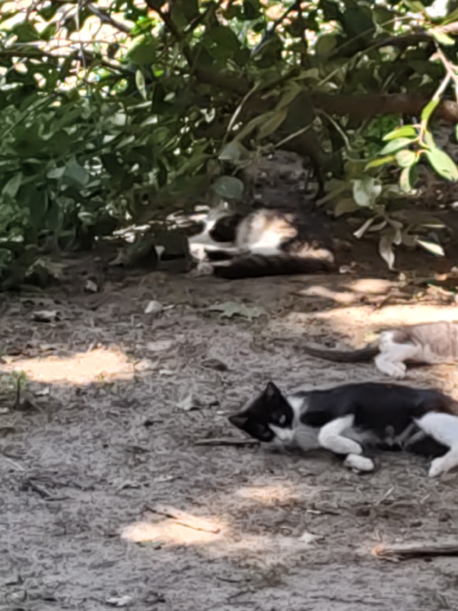 In Pukhlyakovskiy, Russia, a scene unfolds with three cats resting on sandy ground beneath dappled sunlight filtering through tree foliage. In the mid-ground, a calico cat is lying on its side, facing left, with its head turned towards the viewer. To its right, a tan and white cat rests on its stomach, facing away from the viewer. In the foreground, a black and white cat is lying on its side, facing left, with its head turned towards the viewer. Its front paws are extended, and its tail is curled around its body. The ground is a mix of sand and scattered dry leaves. The background features lush green foliage from trees and bushes.