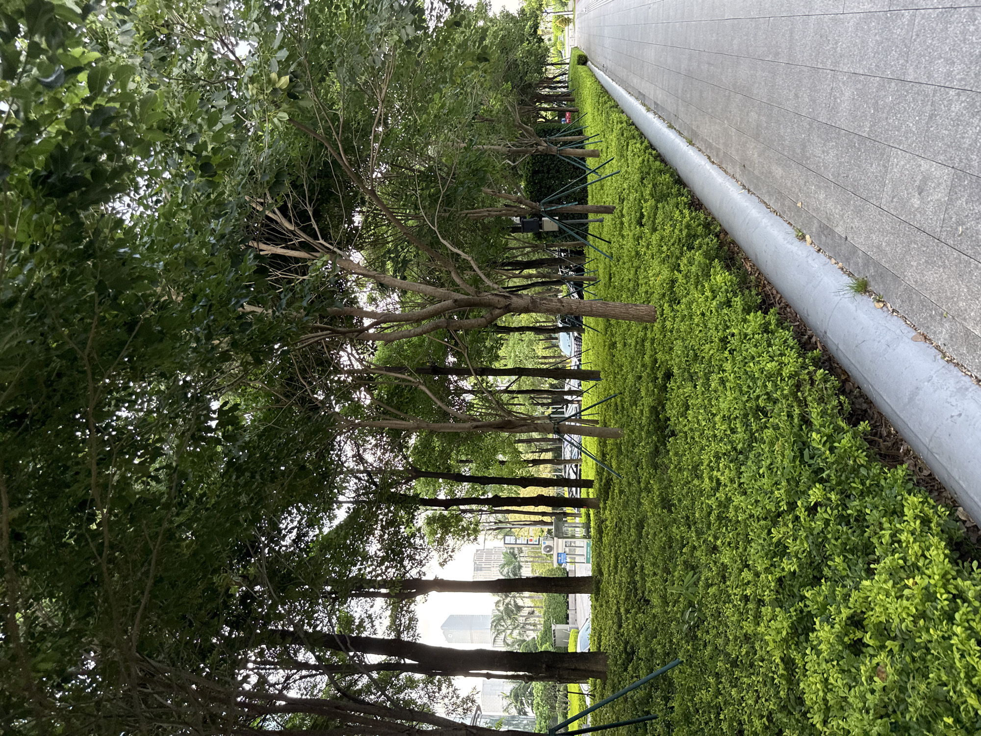 A wide shot captures a street-side view in Haizhu District, China, featuring a well-maintained urban landscape. On the left, a dense, vibrant green shrubbery runs along a concrete curb, bordering a paved sidewalk that extends to the right. Behind the shrubbery, a row of trees with thin trunks and lush green foliage creates a natural screen. In the background, between the trees, a cityscape is visible with modern buildings, palm trees, and parked cars. The sky is overcast, suggesting diffused lighting. The overall scene depicts a clean, orderly public space with a clear division between the pedestrian walkway and the green areas.