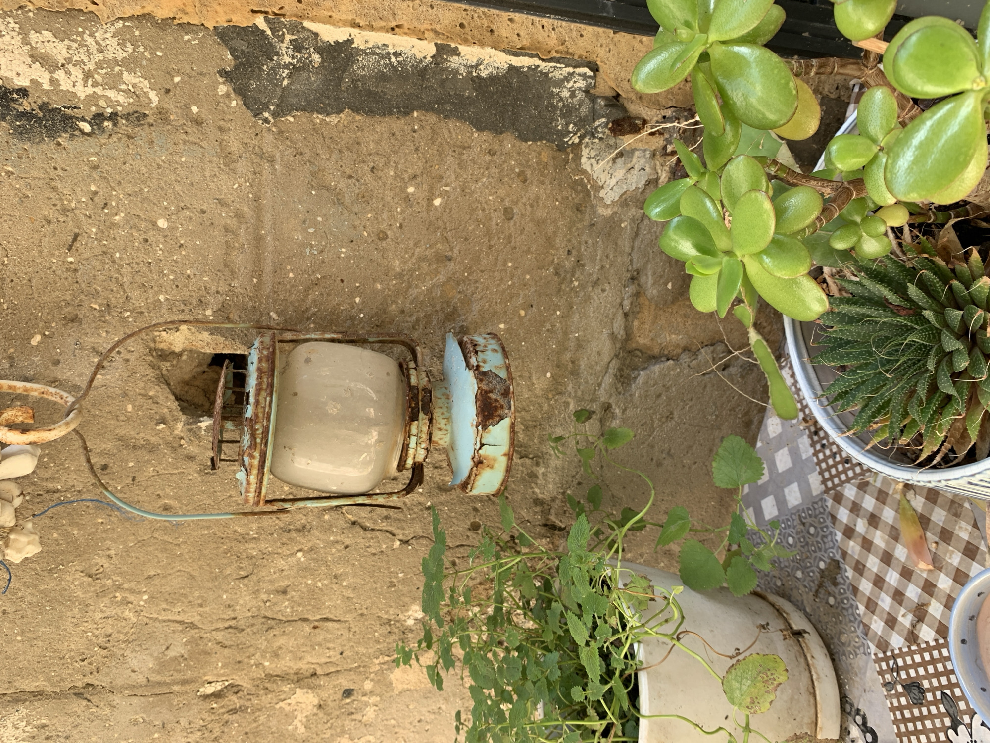 The image shows an outdoor scene with a concrete wall in the background. An old, rusty lamp sits near the wall with a frayed electrical wire. Several potted plants are present: a jade plant, a succulent, and another green leafy plant. The plants sit on a checkered surface, possibly a tablecloth or tile pattern. The scene may be located in Tel-Aviv, Israel, but there is no explicit evidence to confirm this.