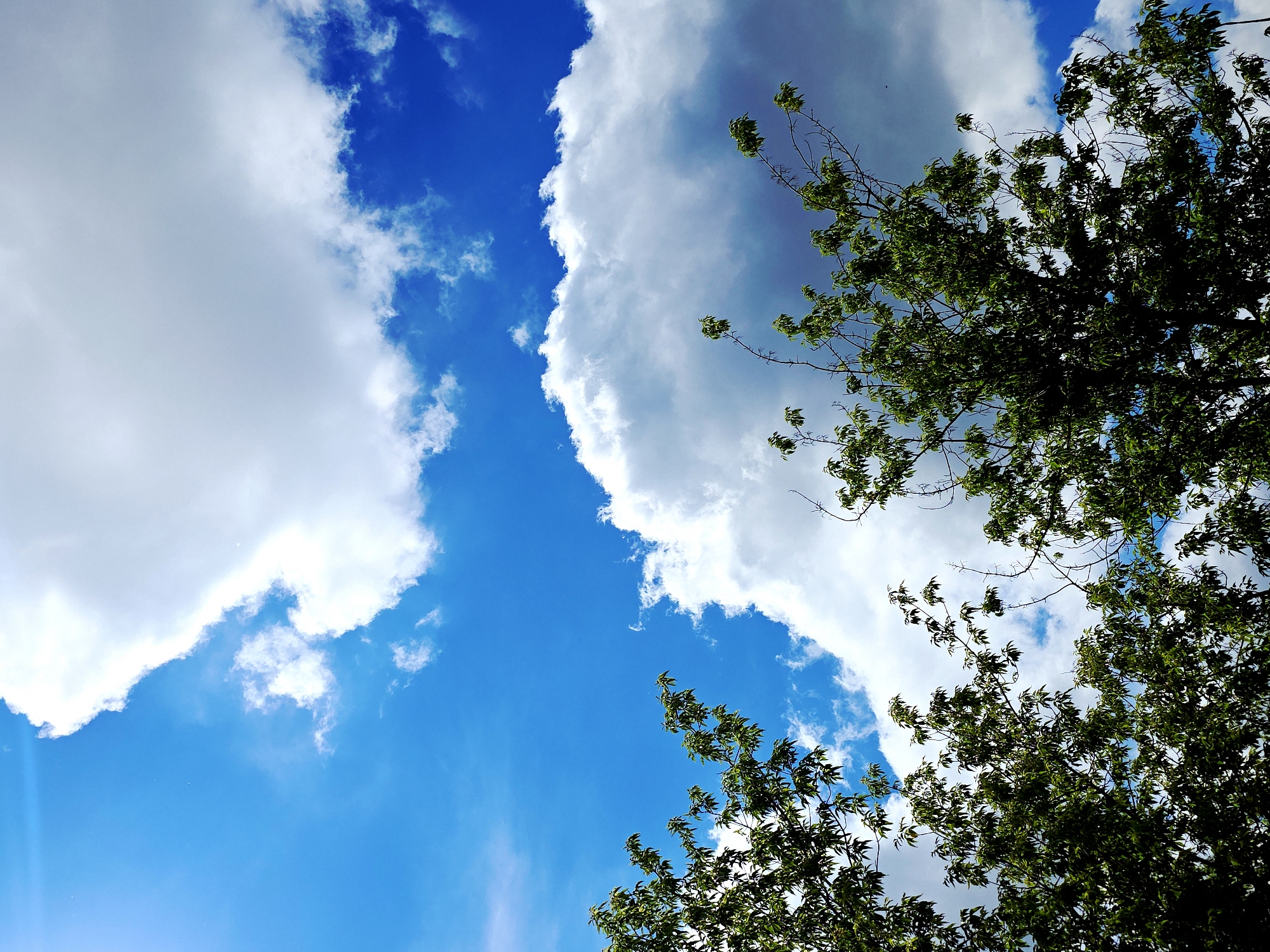 The image presents an upward view of a vibrant blue sky, partially framed by the canopy of a leafy tree and adorned with bright white clouds. The sky is a deep, rich blue, particularly vivid in the upper left and lower central portions of the frame. Large, voluminous cumulus clouds are prominent, with one substantial cloud bank stretching diagonally from the upper right towards the lower left, creating a stark contrast with the clear sky.
Along the right side and bottom right corner, dense clusters of green leaves and tree branches are visible, suggesting a view from beneath a tree. The leaves display various shades of green, indicating natural light and shadow play. Some branches extend into the sky, their delicate structures outlined against the bright backdrop.
The lighting suggests a sunny daytime setting, with the sun illuminating the clouds and foliage brightly. The clouds appear well-defined and puffy, indicative of fair weather. There are no human subjects, animals, or man-made objects in the scene, which focuses entirely on natural elements. No text is visible in the image.