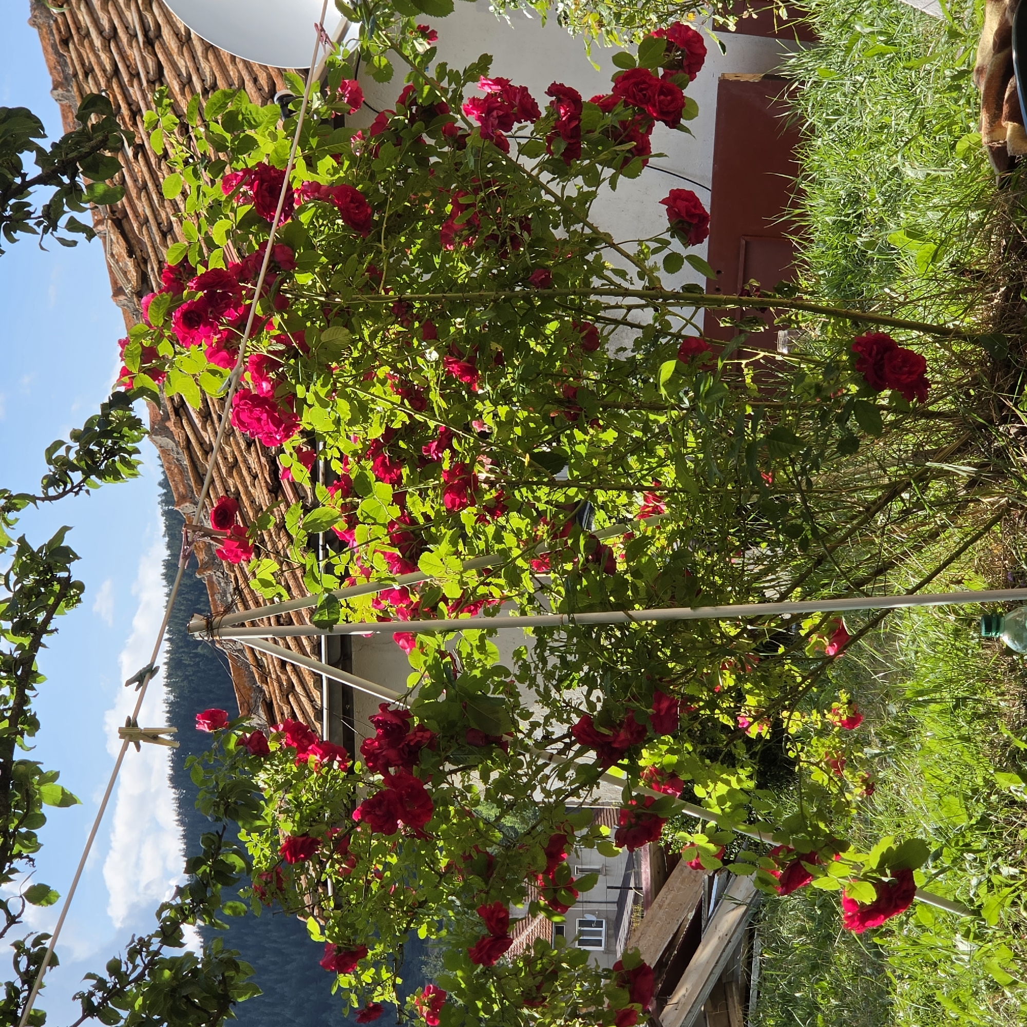 In Ravnogor, Bulgaria, a sunlit outdoor scene is dominated by a vibrant red rose bush in full bloom. The bush is supported by a light-colored metal frame, with some branches trailing upwards. Above the roses, a clothesline is strung across, with two wooden clothespins attached to it. In the background, a white house with a reddish-brown tiled roof is visible, along with a portion of a satellite dish. Further in the distance, a dense forest covers rolling hills under a bright blue sky with scattered white clouds. The ground is covered with lush green grass. To the left, there are some wooden structures, and a clear plastic bottle with a green cap rests on the grass in the foreground. The overall impression is one of a serene rural setting bathed in bright sunlight.