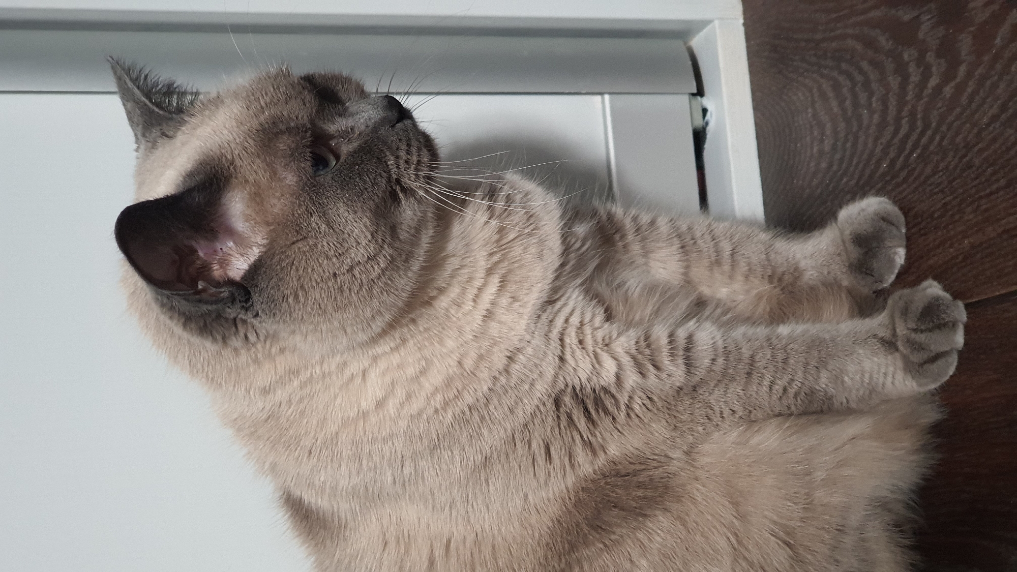 A light brown Siamese cat with dark brown points is sitting on a dark brown wooden floor. The cat is facing to the right and looking down. It has grey ears and a grey face with blue eyes. The background is a white wall with a silver refrigerator. The scene appears to be indoors in an apartment in Krasnoyarsk, Russia.