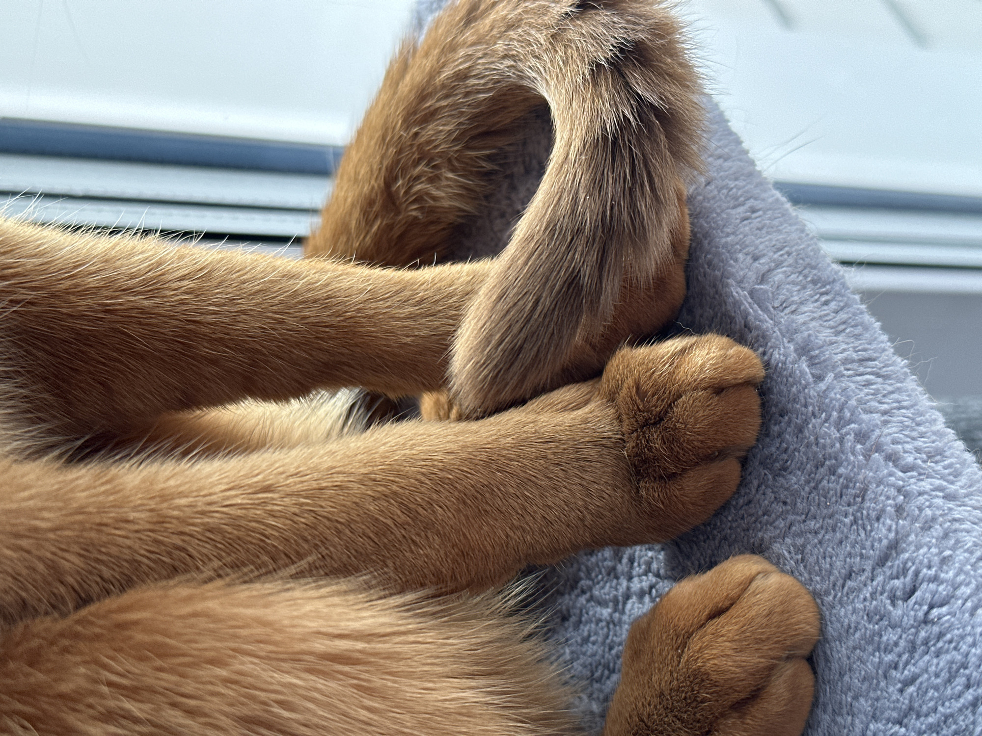 The image presents a close-up, vertical view of a domestic cat's lower body, specifically its legs, paws, and tail. The animal is covered in reddish-brown, short-haired fur. Three legs are visible: two hind legs positioned relatively upright, and one front paw resting curled on a surface. The tail is coiled tightly into a clockwise loop on the right side of the frame. All paws display visible pads. The cat is situated on a textured, grey plush material, consistent with the carpeting of a cat tree or similar pet furniture. The background is out of focus, showing vertical, light-colored elements and bright illumination, indicative of an indoor setting near a window or light source. The scene is located within the city of Kazan, Russia.