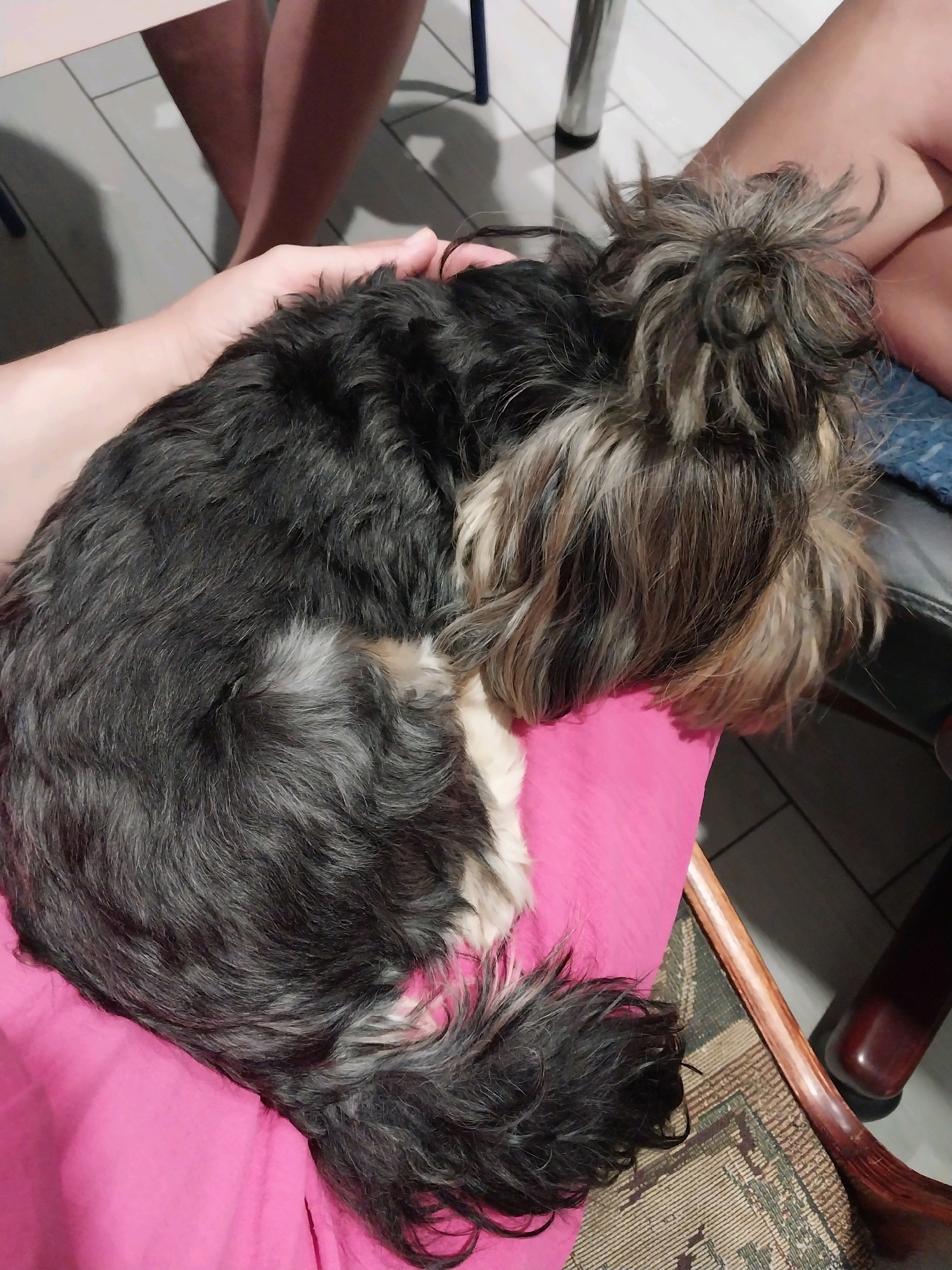 A small, shaggy dog with predominantly black and gray fur, interspersed with lighter brown and white patches, is curled up asleep on a bright pink fabric. The dog's tail is coiled around its body. A person's hand is visible on the left side of the image, gently resting on the dog. The dog is positioned on the lap of an unseen person, suggested by the presence of legs and knees in the upper portion of the image, wearing dark clothing. The scene appears to be indoors, with a tiled floor and the leg of a wooden chair with a patterned rug visible in the background. The location is identified as Dnipro, Ukraine.