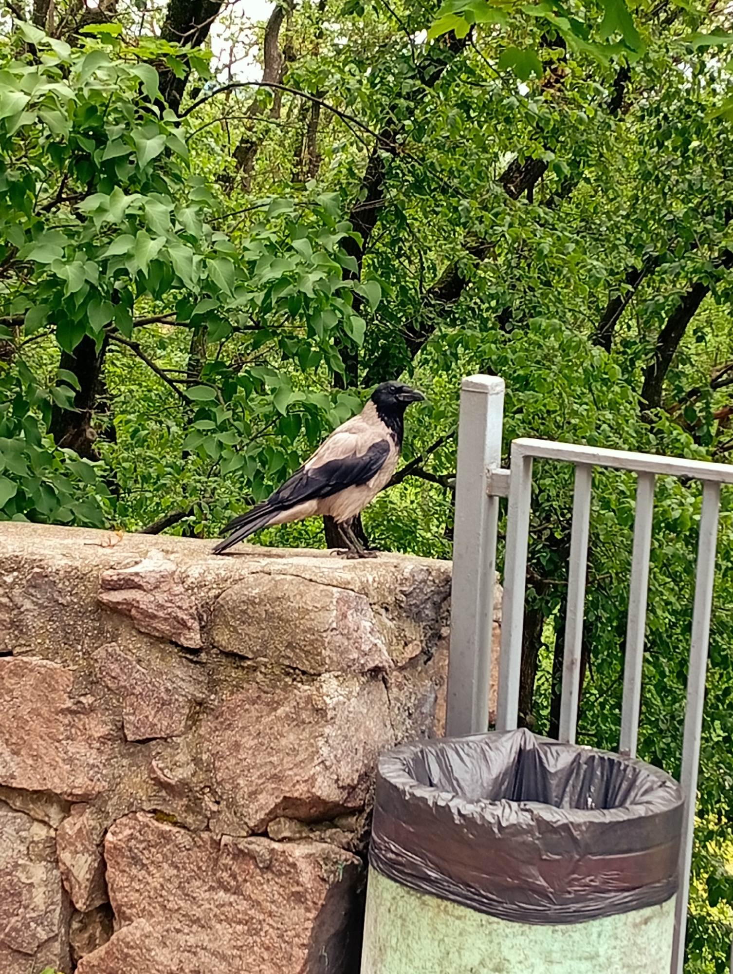 A hooded crow stands on a stone wall in Poltava, Ukraine. The crow faces right, with a black head and beak, gray and black body, and a long black tail. The wall is constructed of reddish-brown stones. Behind the crow are green trees. To the right of the crow is a gray metal railing and a green trash can with a black plastic liner.