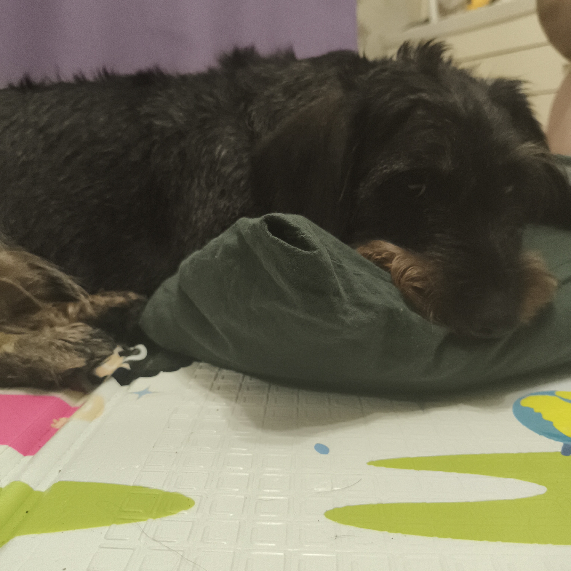 A black wire-haired dog rests its head on a green pillow on a printed play mat. The play mat features white squares, a pink shape, a green shape, and a blue and yellow shape. A purple wall is visible in the background, along with a partially visible white shelf. The location is Unknown, Unknown.