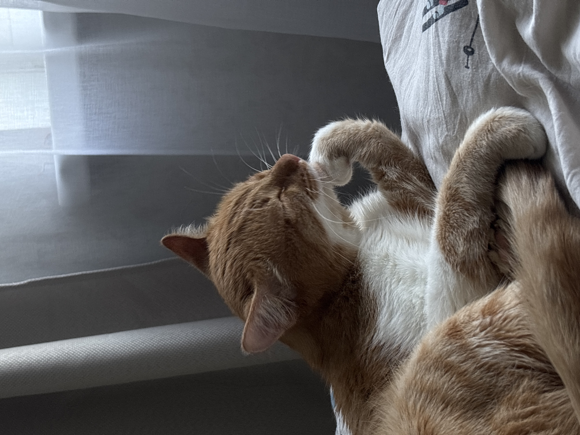 An orange and white domestic cat is observed resting indoors in the city of Zheleznogorsk, Russia. The cat lies on a light-colored, wrinkled fabric surface, likely a bed or blanket, with its eyes closed. Its right front paw is curled and held to its face, suggesting it is either grooming or in a pensive state. The cat's fur is predominantly ginger/orange with clear white markings on its chest, belly, and paws. In the background, a dark grey textured curtain or drape is visible on the left, while diffused natural light enters from the right through a window covered by sheer white curtains. A subtle dark graphic print is discernible on the light fabric surface to the right of the cat.