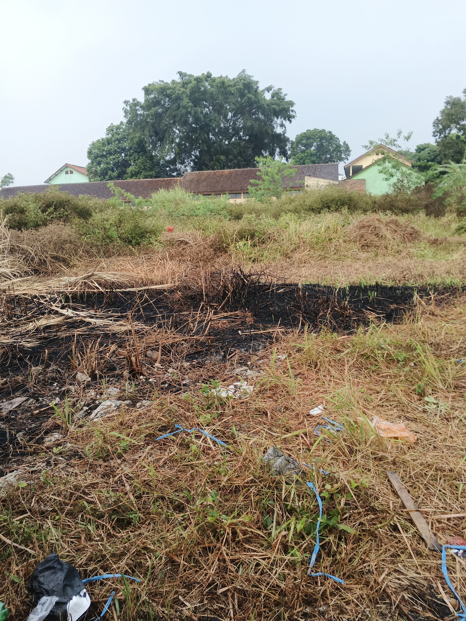 The image depicts a patch of dry, burnt vegetation in an outdoor setting. The ground is covered in a mixture of dried grass, straw, and dark, charred debris, indicating a recent fire. Some green grass is beginning to sprout through the dry material, suggesting a gradual recovery of the area. Scattered amongst the vegetation are various pieces of litter, including a black plastic bag, a piece of orange plastic, and blue plastic twine. In the background, there are several buildings with tiled roofs and green walls, partially obscured by trees. The sky is overcast. The scene appears to be a neglected or undeveloped area within a peri-urban or rural environment, potentially on the outskirts of Sukabumi, Indonesia. There are no people visible in the image.