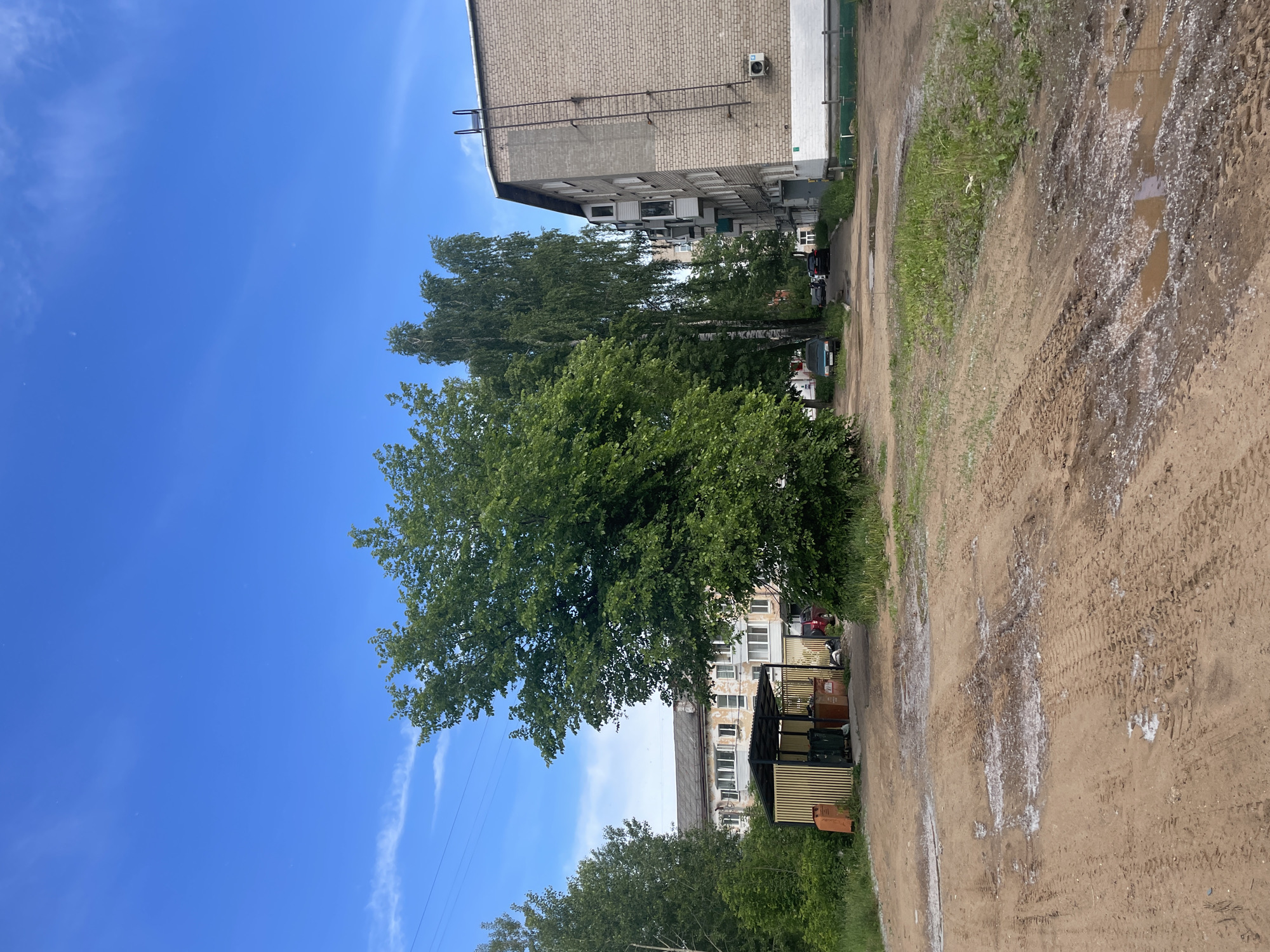 This image captures an outdoor scene in what appears to be a residential area of Chaikovsky, Russia, on a bright, clear day. The sky is a vibrant blue with sparse, wispy white clouds.
The dominant features include several multi-story apartment buildings, trees, and a wide dirt path. On the left, a light-colored brick apartment building stands tall, featuring numerous windows, some with air conditioning units, and a distinctive metal ladder structure attached to its side. Another, perhaps older, apartment building is partially visible behind lush green trees in the mid-ground.
The center and right side of the image are dominated by a variety of trees with full, verdant foliage, suggesting a summer or late spring setting. Some trees are tall and slender, while others are broader and denser.
In the foreground on the right, a wide, unpaved dirt path shows numerous tire tracks and patches of what appears to be dried mud or white residue, possibly salt or dried puddles. Several small puddles are also visible on the path. Along the path's edge, sparse green grass and weeds grow. A small, covered structure with yellow and dark horizontal slats, possibly a communal garbage collection point, is situated near the bottom right. A few cars are faintly visible parked near the buildings in the background.
No people are visible in the scene. The overall impression is that of a typical, quiet day in a lived-in, utilitarian urban or suburban environment. There is no visible text.