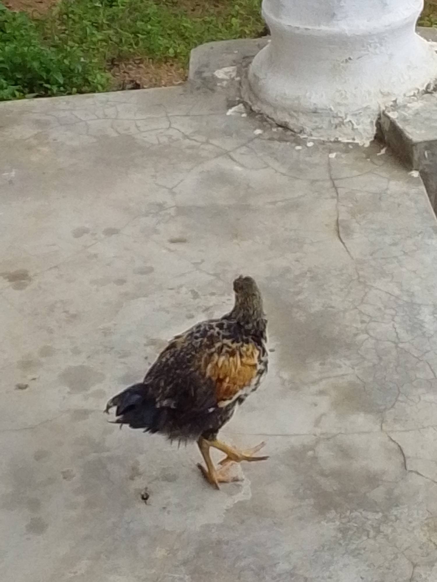A single hen is standing on a concrete surface near a white, pillar-like structure. The hen is facing away from the camera, displaying its brown, black, and golden plumage. The concrete is cracked and shows signs of wear. In the background, there is greenery, suggesting an outdoor setting, possibly in Serti, Nigeria. The scene appears to be a casual observation of the hen in its environment.