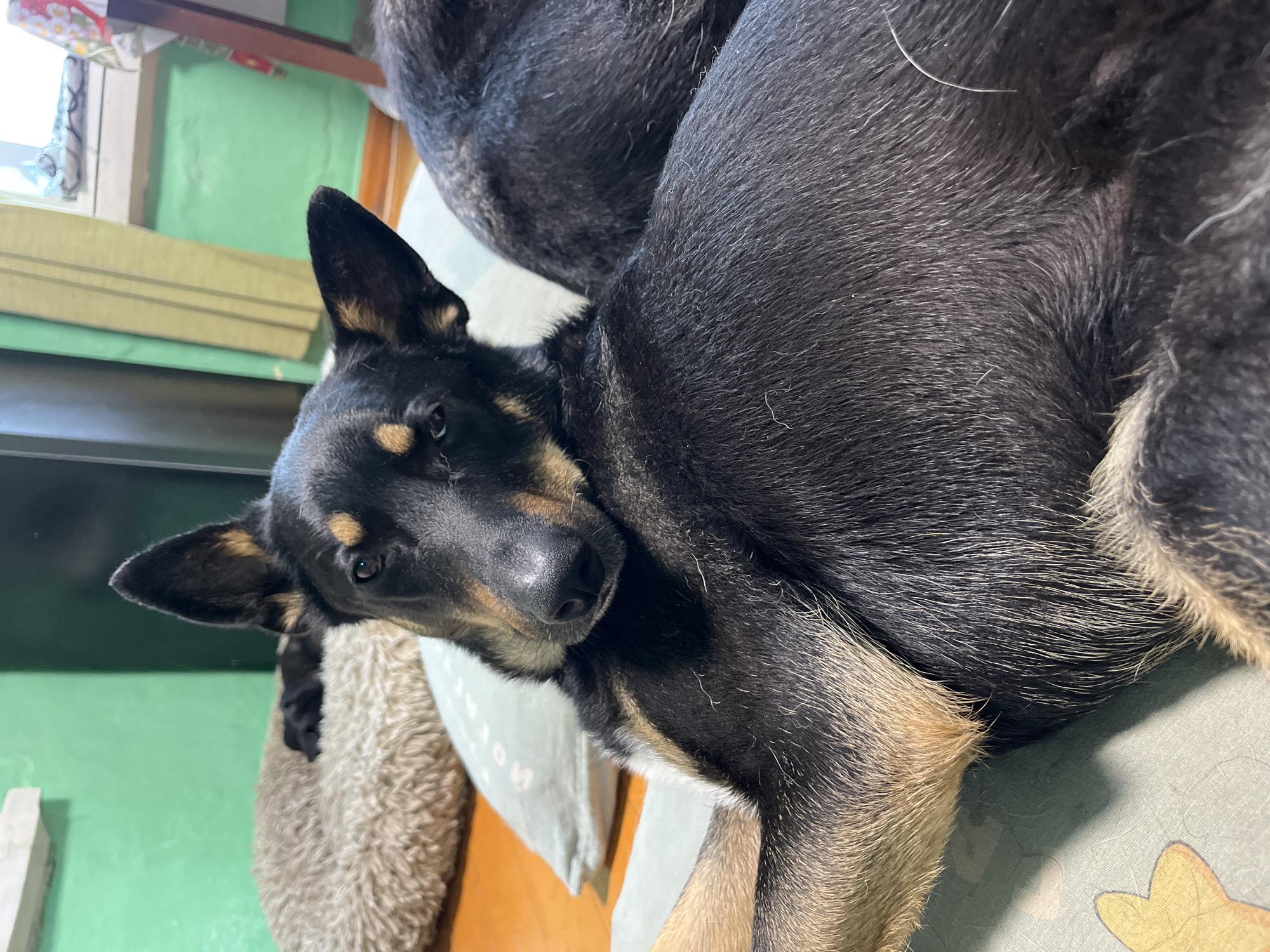 The image shows a black and tan dog lying on a light green mat. The dog is in the foreground, facing left, with its head resting on its forelegs. Its eyes are open, and it appears to be looking at the camera. Behind the dog, there is a fluffy beige dog bed with another black dog lying on it. The background consists of a green wall and a wooden floor. A window with light-colored curtains is visible on the right side of the image. The scene appears to be indoors, possibly in a residential setting. The image does not contain any recognizable landmarks or information that would indicate its location in Nizhny Tagil, Russia.