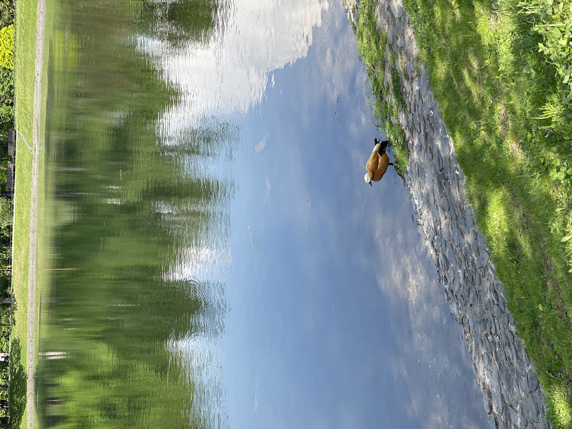 The image shows a body of water, likely a canal or pond, reflecting the sky and surrounding trees. A ruddy shelduck stands on the bank, which is lined with stone and grass. The location is unspecified and details about the city are unknown.