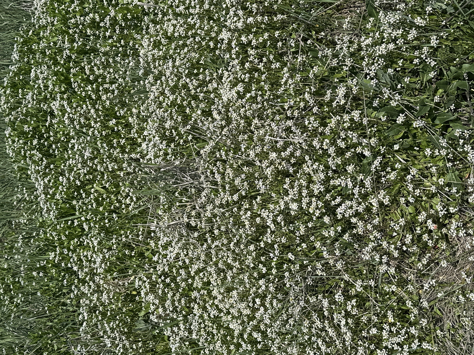 The image shows a dense ground cover of small, white flowering plants interspersed with green grasses and other vegetation. Some dry, brown stems and dead vegetation are also visible. The perspective is a close-up, overhead view. It is difficult to pinpoint the exact location within Sofia, Bulgaria, without additional information or landmarks.