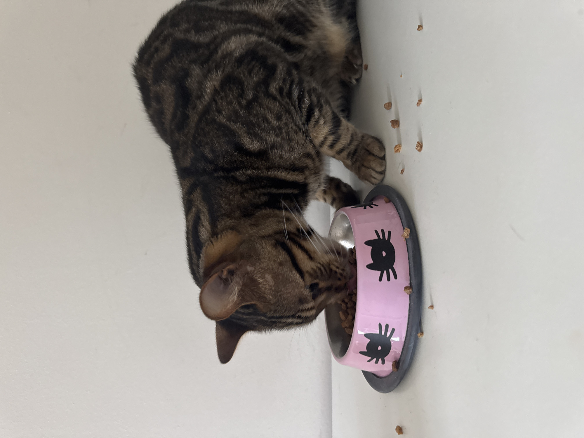 A domestic shorthair cat with brown and black tabby markings is eating from a pink cat food bowl with black cat face decals. The cat is positioned to the right of the bowl, with its head lowered and tongue extended towards the food. The bowl is round with a gray rubber rim and sits on a white surface. Scattered kibble is visible on the white surface around the bowl and the cat. The background is a plain white wall. This scene is not specific to Agios Tychona Community, Cyprus, as there are no identifying landmarks or contextual clues to suggest that location.