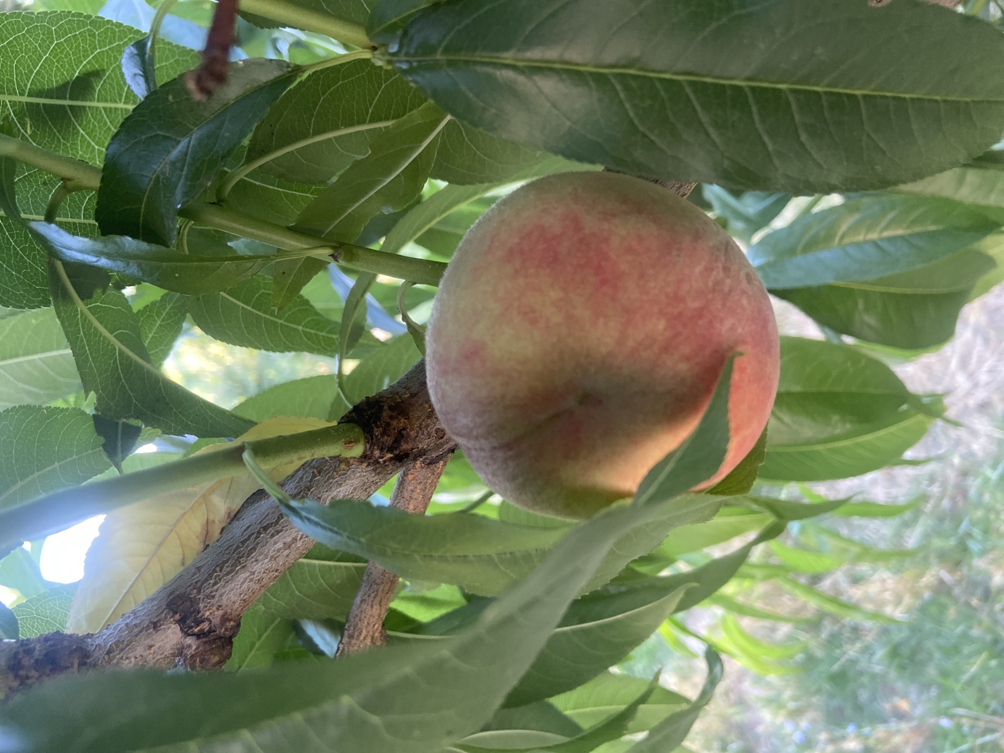 An overhead, close-up shot shows a ripe peach hanging from a branch of a peach tree, surrounded by green leaves. The peach is round with a light blush of pink and red against a pale yellow-green hue, and its fuzzy skin is visible. The tree branch is brown and rough, with a few small offshoots. The background is a blur of green leaves and a sun-drenched, out-of-focus outdoor environment, suggestive of a garden or orchard. There are no people or animals present in the image. The scene is located in Krasnomakskoye village, Ukraine.