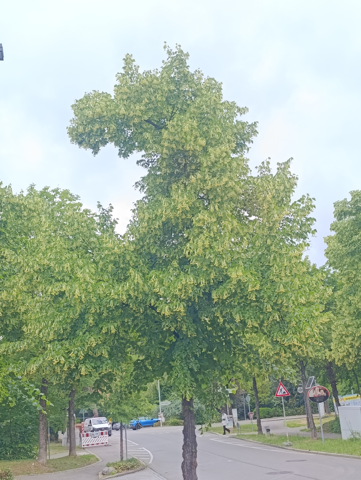 In Pfullingen, Germany, a mature linden tree, its branches artfully pruned to resemble a stylized dinosaur or dragon, dominates the foreground under an overcast sky. The tree's foliage is a vibrant green, interspersed with clusters of small, pale yellow flowers, characteristic of a linden in bloom. To the left, a paved sidewalk runs parallel to a two-lane asphalt road. A white delivery van, flanked by red and white construction barriers, is parked on the side of the road near the sidewalk. Further down the road, a bright blue convertible is visible. A pedestrian in dark clothing walks away from the camera on the sidewalk, and a traffic mirror reflects a person on the right side of the frame. Road signs are present, including a triangular warning sign depicting construction workers and a circular mirror sign. The background consists of more trees and buildings, indicating an urban or suburban environment.