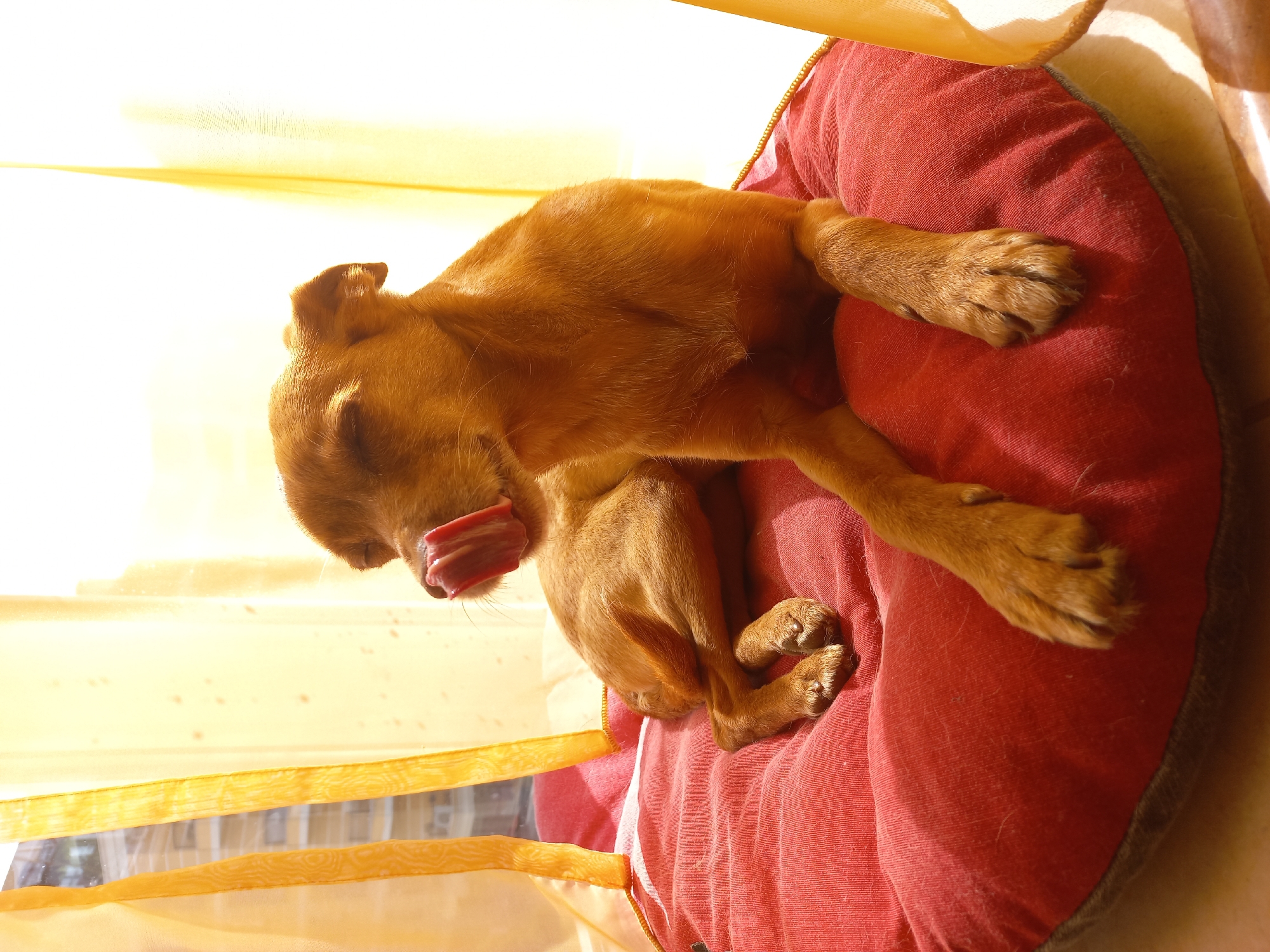 A small, short-haired dog with reddish-brown fur is resting on a red, circular dog bed in what appears to be an indoor setting in Sofia, Bulgaria. The dog is positioned with its body curled, head slightly tilted back, and its pink tongue extended, possibly licking its nose or panting gently. Its paws are visible, with the front paws stretched out and the back paws tucked underneath its body.
Bright, warm, natural light illuminates the scene, filtering through translucent yellow curtains or blinds that are drawn across a window. The light creates a soft, golden glow and highlights the dog's fur. The red dog bed shows some signs of use, with minor lint or fuzz visible on its surface.
Through the lower section of the sheer yellow curtains, blurred outlines of what appear to be buildings or structures can be faintly discerned, indicating an outdoor urban or suburban view. The strong lighting suggests it is daytime, likely during a sunny period. The overall impression is one of a comfortable and relaxed animal enjoying a sunlit spot. There is no visible text in the image.