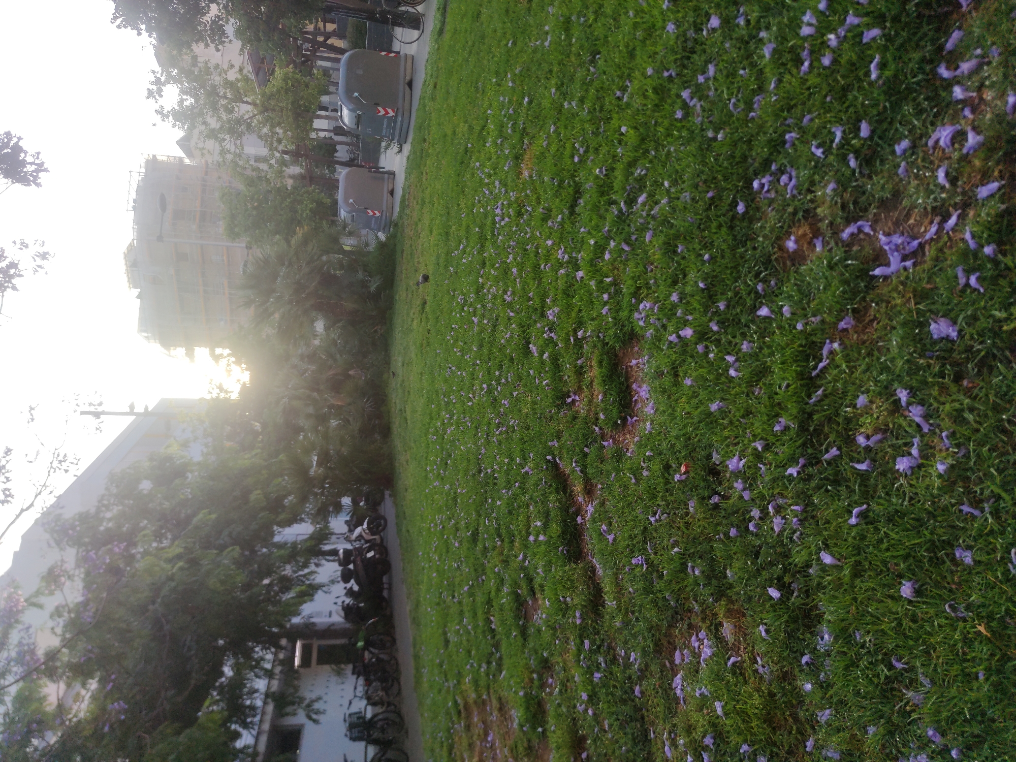 The image shows a grassy area covered with fallen purple flowers, possibly jacaranda blossoms, in an urban environment. Buildings and trees are visible in the background. There are also parked bicycles and refuse containers near the edge of the lawn. The photograph was taken in Unknown, Unknown. The sun is visible behind the buildings, suggesting it may be near sunrise or sunset.
