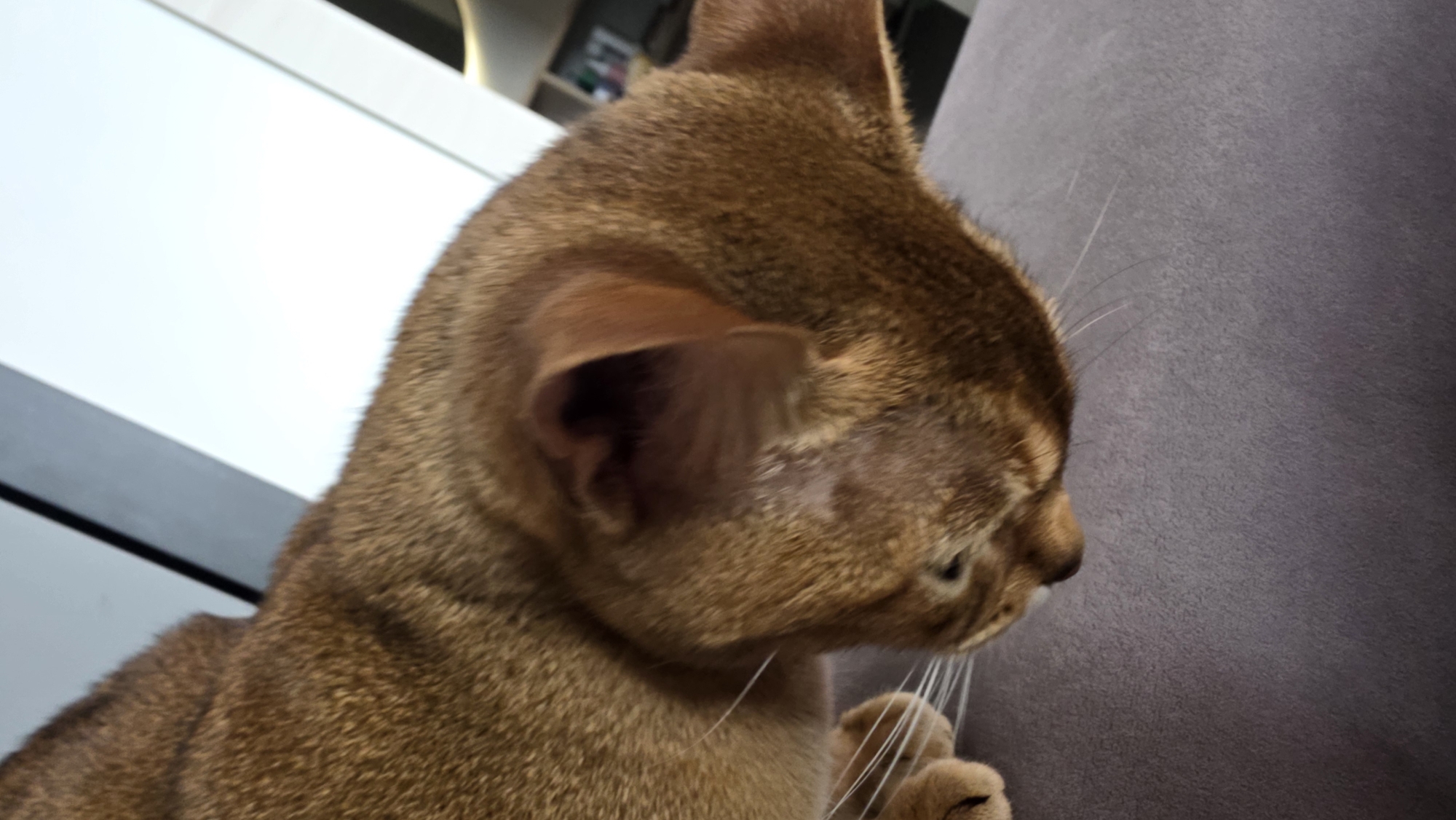 A close-up shot shows an Abyssinian cat. The cat is brown with light-colored whiskers and its head is turned to the right. A gray upholstered surface is visible to the right of the cat's face. Parts of white and black elements are visible in the background. There is no information in the image to ascertain the location of the city of Saint Petersburg, Russia.