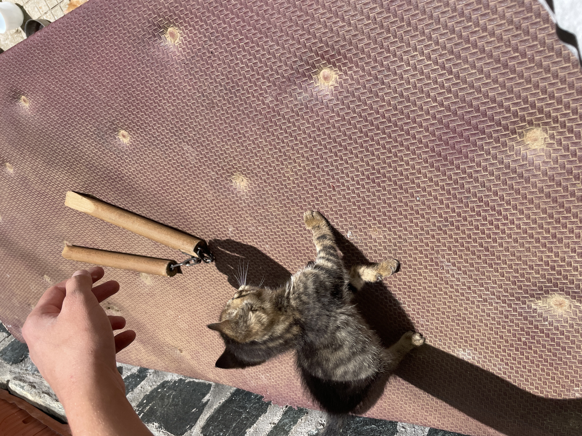 A high-angle shot depicts a tabby kitten lying on its back on a textured, brown surface. Next to the kitten lies a set of wooden nunchucks. A human hand is reaching toward the nunchucks. The surface is located outdoors, as indicated by the sunlight and view of a stone patio area. The location is likely somewhere in the city of Zlatograd, Bulgaria, as it was specified.