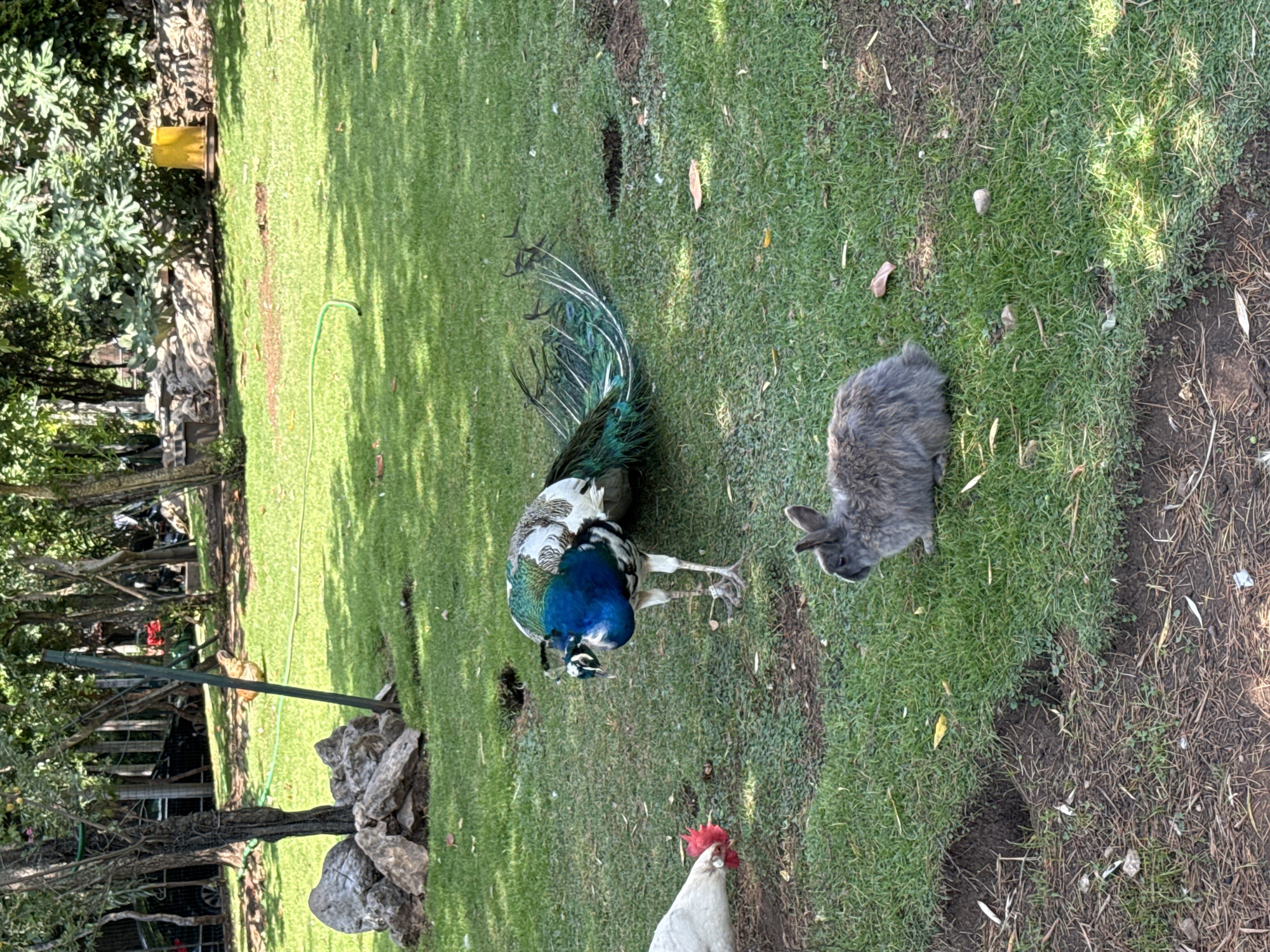 The image depicts a grassy outdoor area with trees and shadows, suggesting a park or garden setting. In the foreground, a fluffy gray rabbit is seated on the grass, facing to the right. To the left of the rabbit and further back, a peacock with iridescent blue and green plumage stands on the grass, its tail feathers fanned out. A white chicken with a red comb is also present in the foreground, pecking at the ground. In the background, there are rocks, trees, and a yellow cylindrical object. There are no visible people or any indication of the city of Budva, Montenegro.