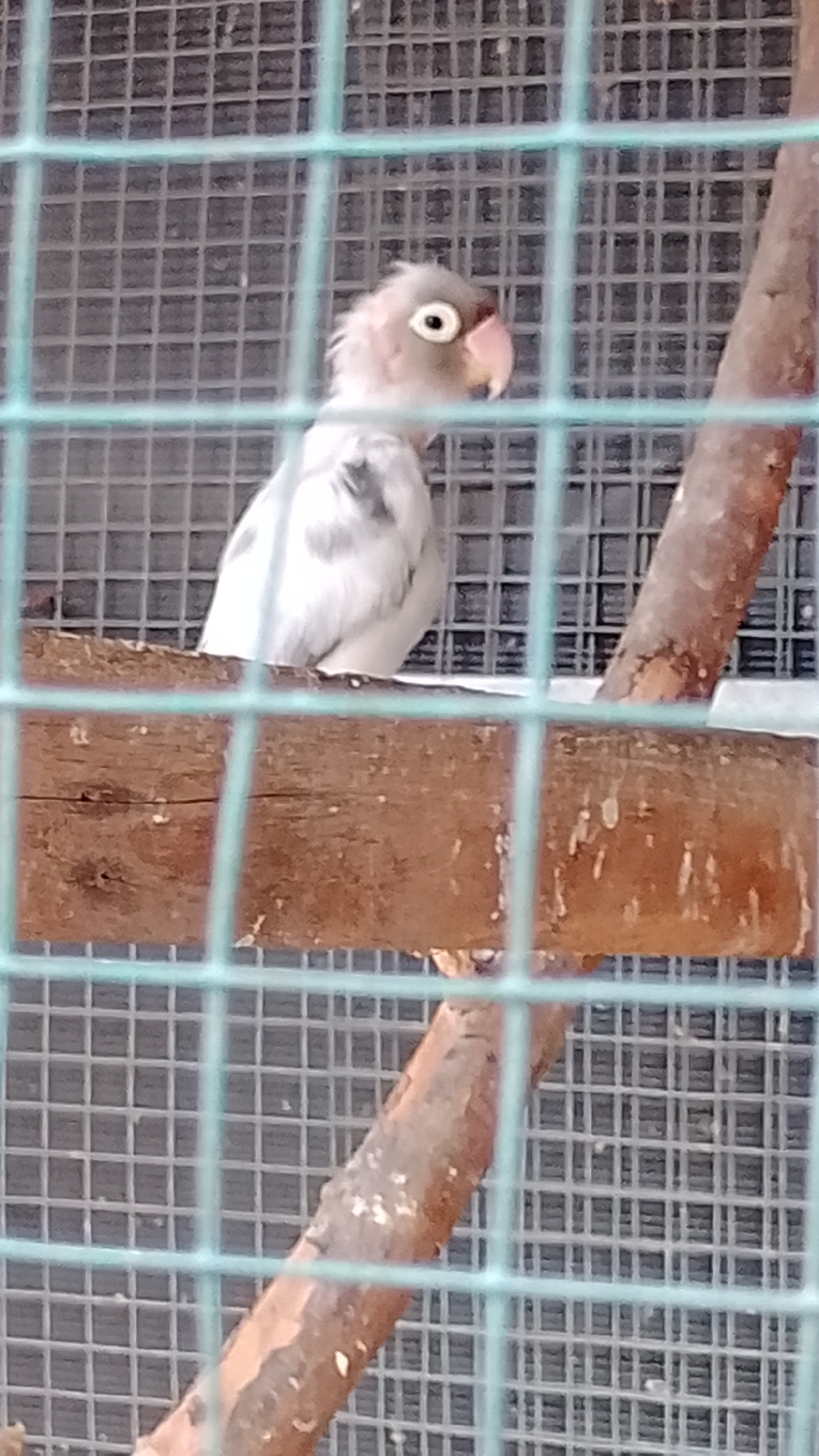 A juvenile lovebird with light gray head and neck, and white body with gray speckling is perched on a wooden branch inside a cage in Bojongsoang, Indonesia. The bird is facing left, with its head turned slightly towards the viewer. Its eyes are large and dark with a white ring around them. The beak is light pink. The cage is made of metal bars with a light blue tint. The background is a grid of wire mesh.
