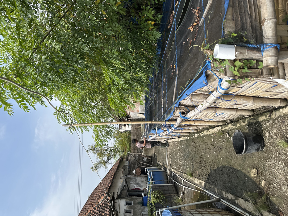 A person stands near a row of blue tanks and a dilapidated building with a red-tiled roof under a partially cloudy sky. The tanks sit near a narrow, muddy path bordered by a bamboo and blue tarp structure with netting. A black bucket sits on the path. A large tree looms overhead, casting shadows on the scene.