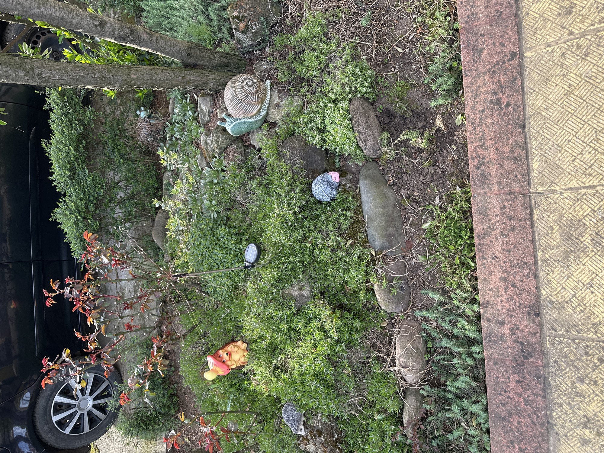 The image depicts a garden scene, possibly in Montana, Bulgaria. The garden features a variety of plants, including ground cover, small bushes, and a young tree with reddish leaves. There are several decorative garden ornaments: a ceramic snail, a hedgehog, a gnome, and a bird. The ground is covered with vegetation, rocks, and some bare soil. A paved walkway with a red brick border is visible on the right side. The front wheel and side of a black car are visible in the lower left corner. A tree trunk is horizontally positioned at the upper left. A solar light stake is planted in the vegetation.