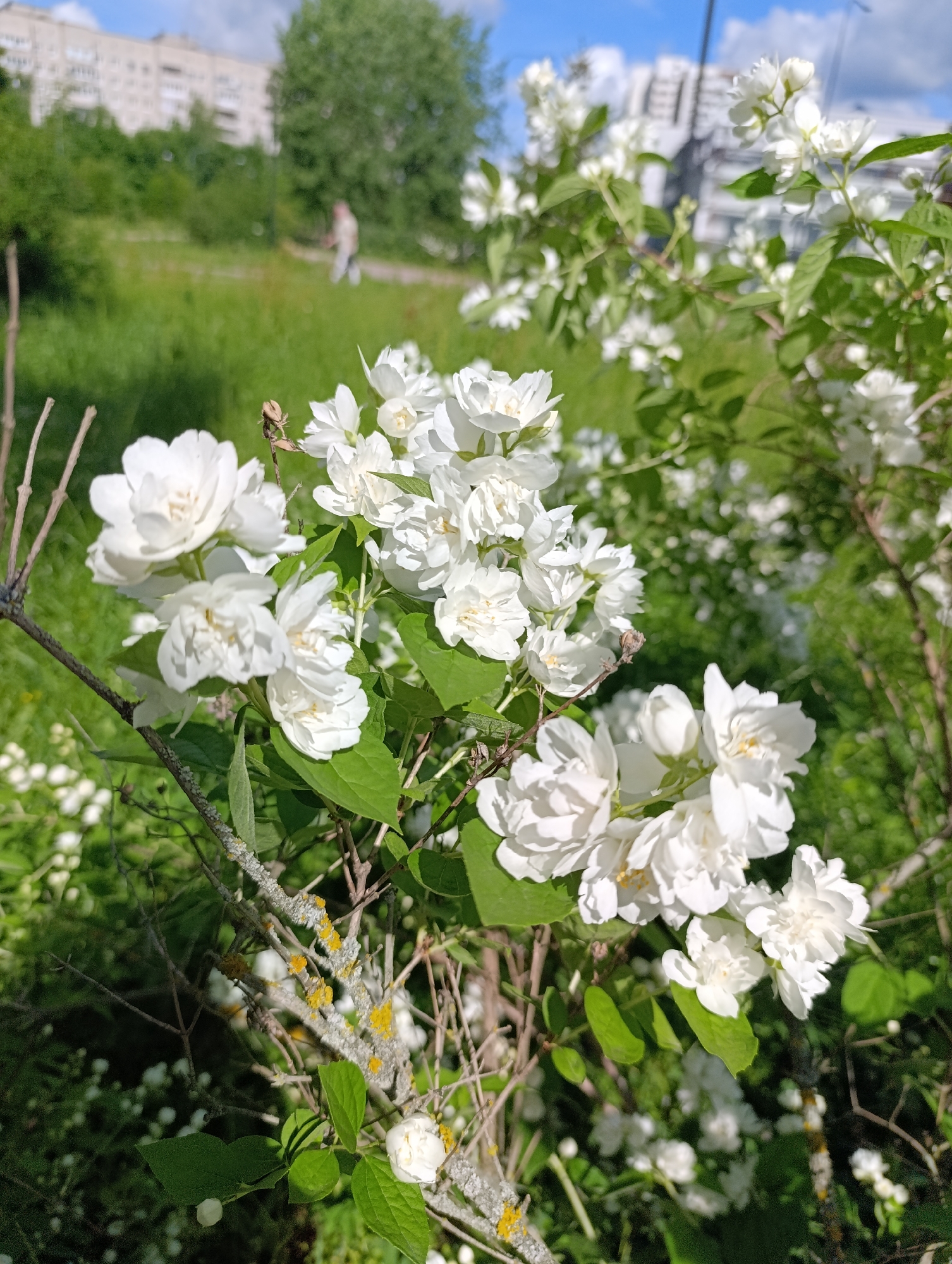 In the foreground, a cluster of white jasmine flowers is in focus. The blooms are small and multi-petaled, with hints of yellow at their centers. They are attached to thin, woody branches, some of which are covered in lichen with patches of yellow and gray. The background is softly blurred, showing a grassy area with a pathway. In the mid-ground, a person can be seen walking on the pathway. Behind the grassy area, buildings and trees are visible, with a bright blue sky overhead. The lighting suggests a sunny day.