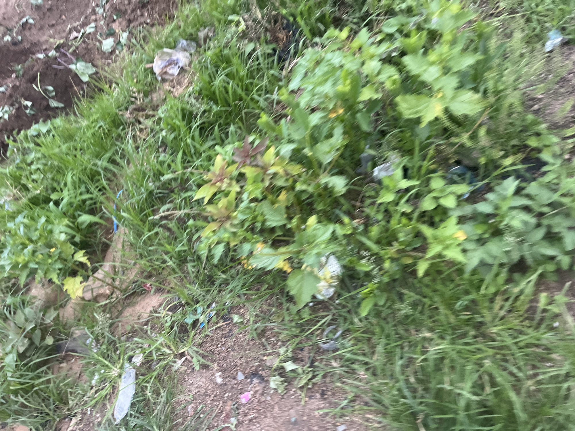 The image depicts an overgrown patch of land with sparse vegetation and scattered debris. The environment appears to be a neglected area within a city, possibly a vacant lot or the edge of a more developed space. The ground is a mix of soil and dry grass, with patches of green foliage struggling to grow. Among the natural elements, there are various pieces of litter, including plastic bags, wrappers, and what appear to be fragments of packaging. The lighting suggests it is daytime, but the overcast conditions or dense foliage create a muted and somewhat dim atmosphere. There are no people or animals visible in the frame, and the overall impression is one of disarray and a lack of maintenance. The soil texture indicates it could be a semi-arid region, consistent with parts of Jos, Nigeria. The presence of plastic waste is a common environmental issue in urban areas globally, including in Nigeria.