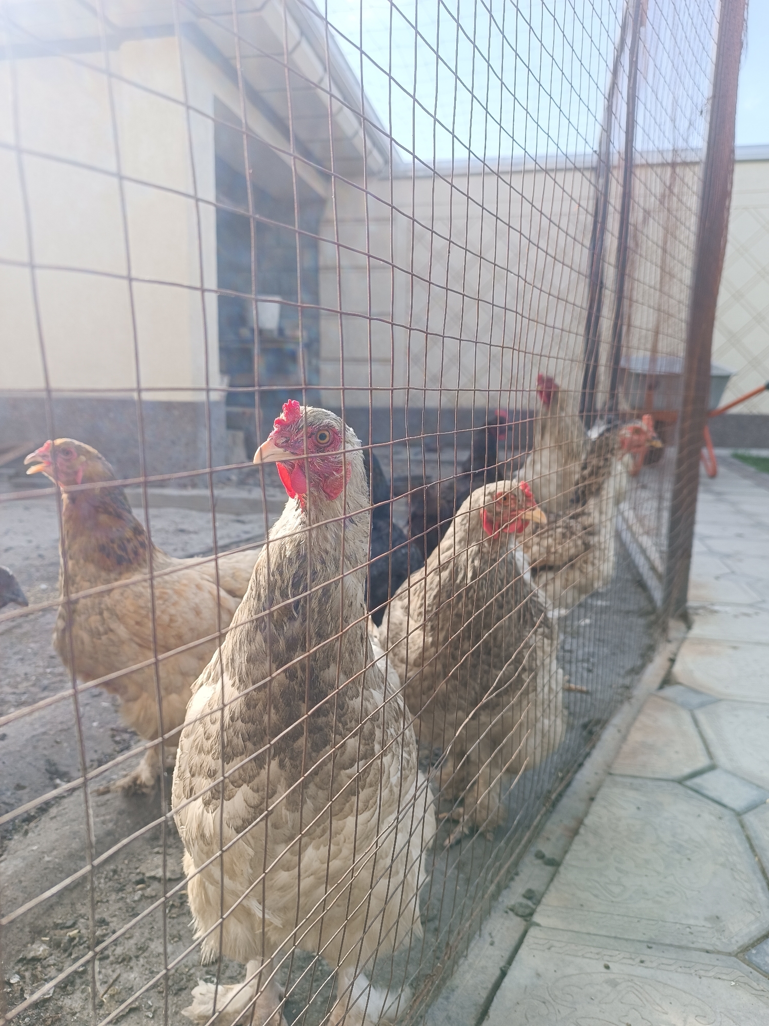 The image depicts a close-up view of several chickens behind a wire fence, likely within a coop or enclosure. The chickens appear to be domestic fowl, with visible features such as feathers, beaks, and red combs. The foreground is dominated by the wire mesh of the fence, which partially obscures the subjects. The chickens are of varying colors, predominantly light brown and white, with some exhibiting darker markings. In the background, a building with a light-colored facade and a roofline is visible, along with a paved area made of interlocking stones. The overall environment suggests an outdoor setting, possibly a farmyard or a residential area. The sun is shining, casting a bright light that creates some lens flare in the upper left portion of the image. The scene is static, with no apparent action or interaction among the chickens. No people are present in the frame. The location in the city of Myrza-Ake, Kyrgyzstan, is not directly evident from the visual elements of the image itself.